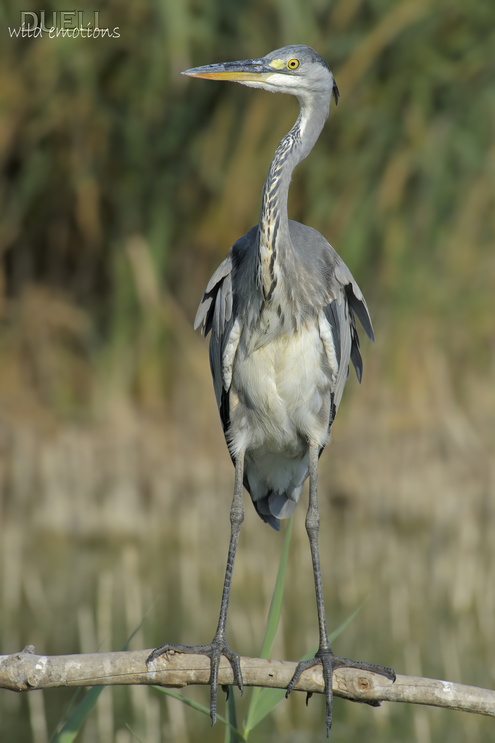 Livorno last frontier