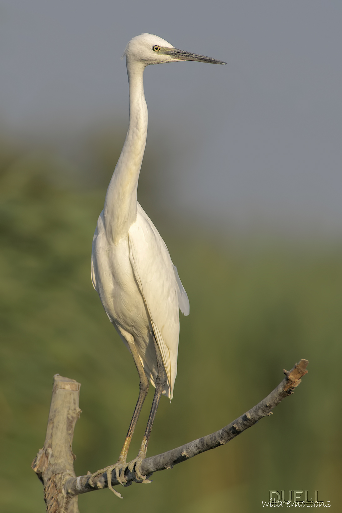 Livorno last frontier