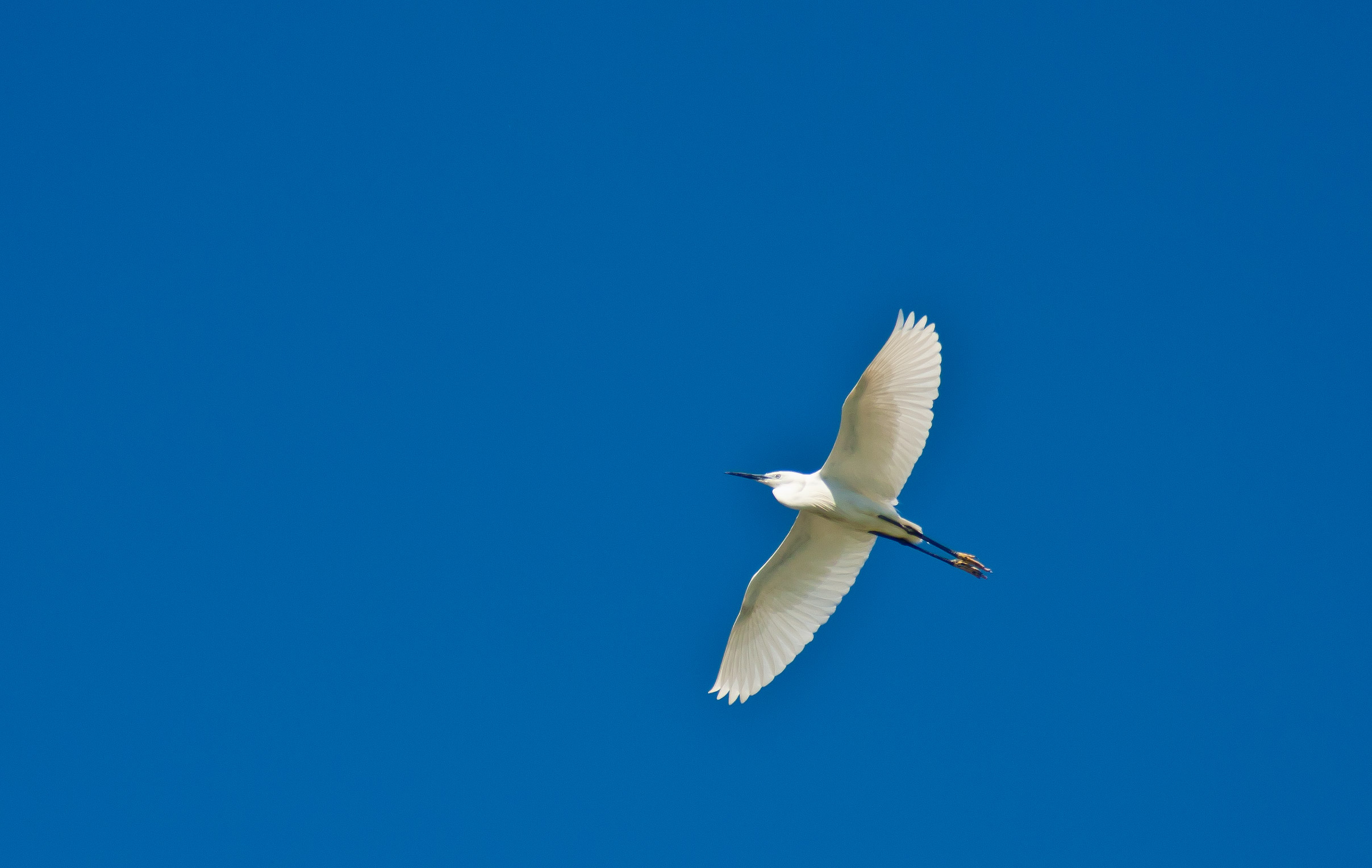 Egret in flight