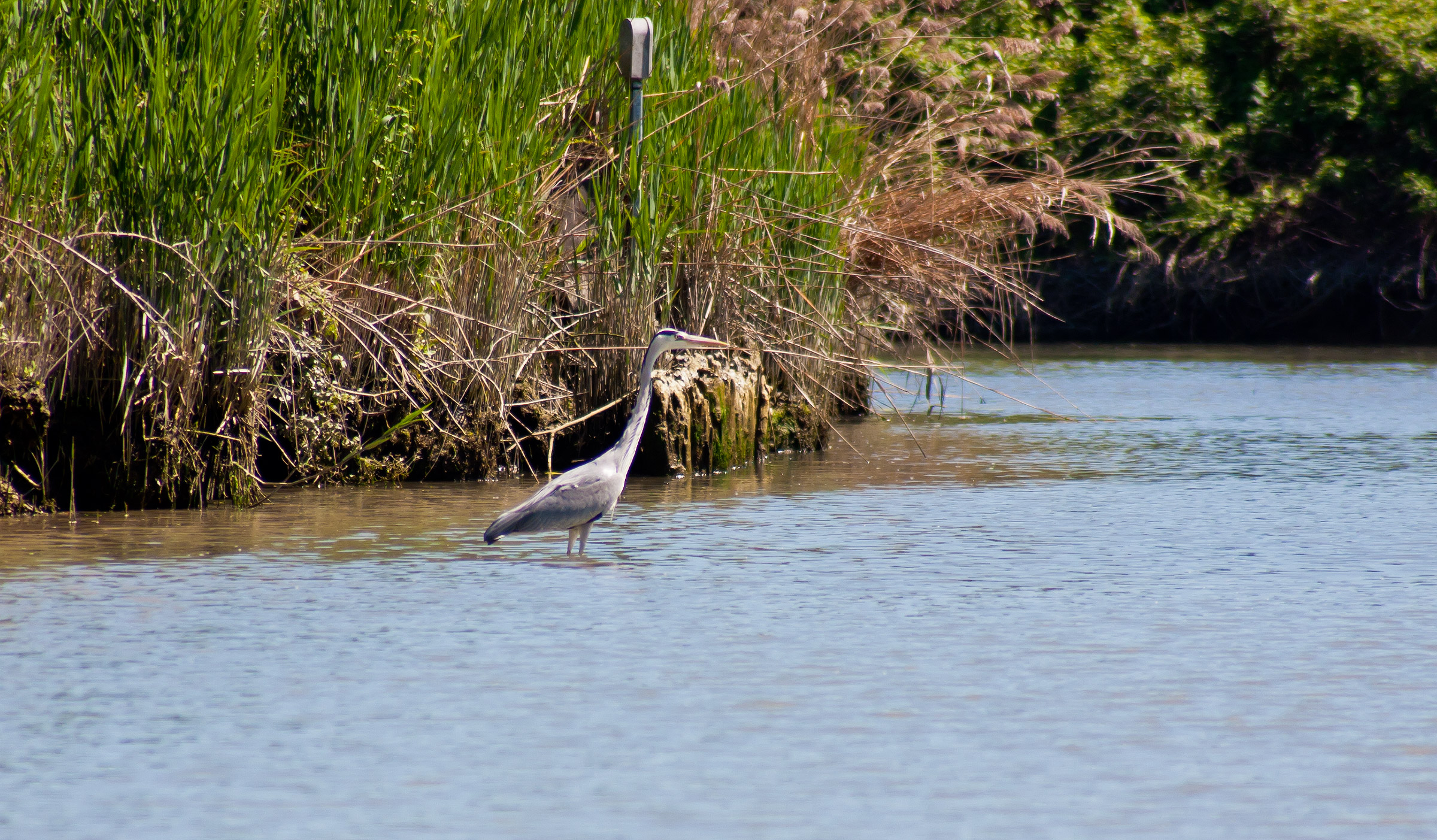 Grey Heron