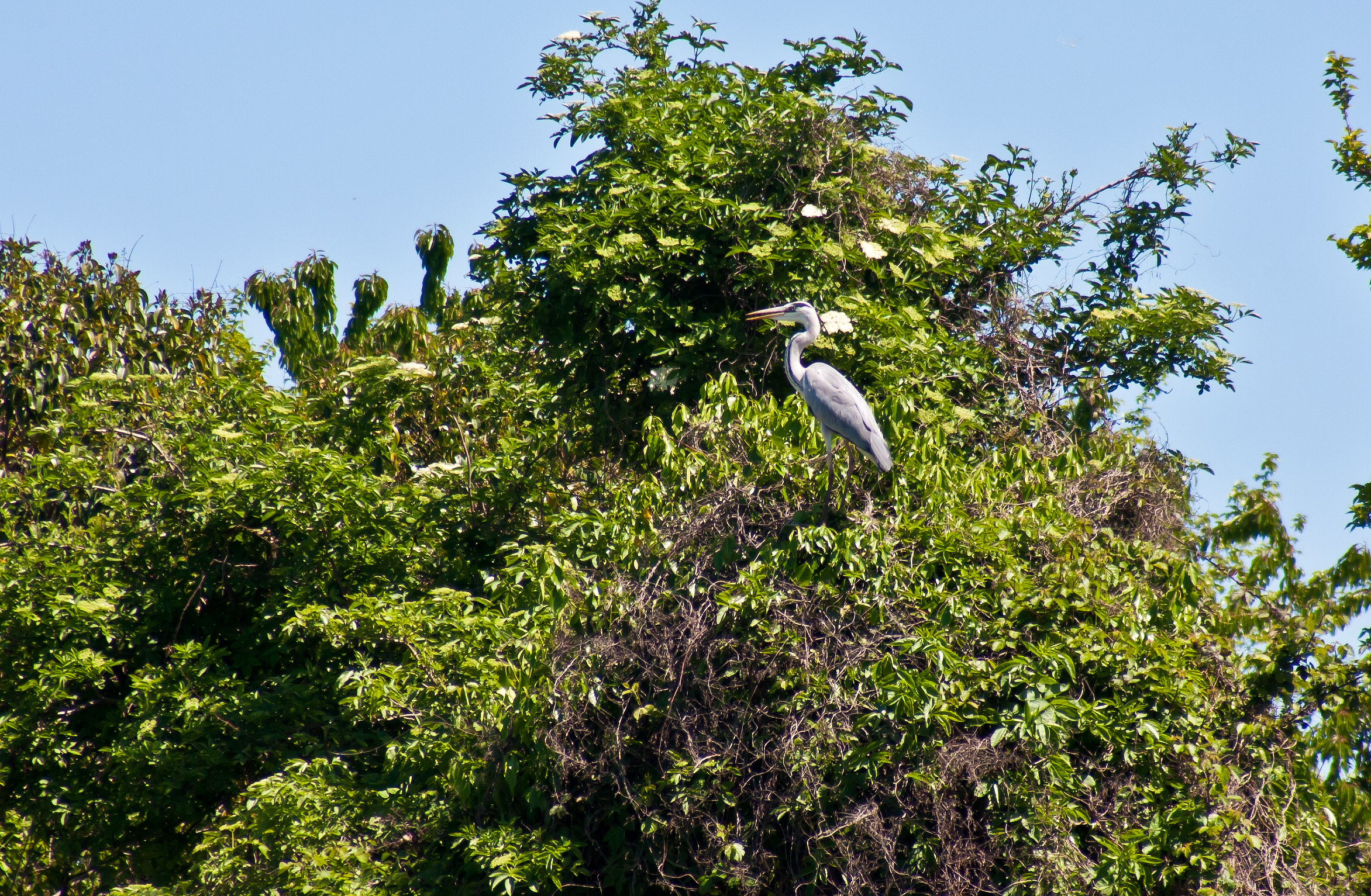 Grey Heron