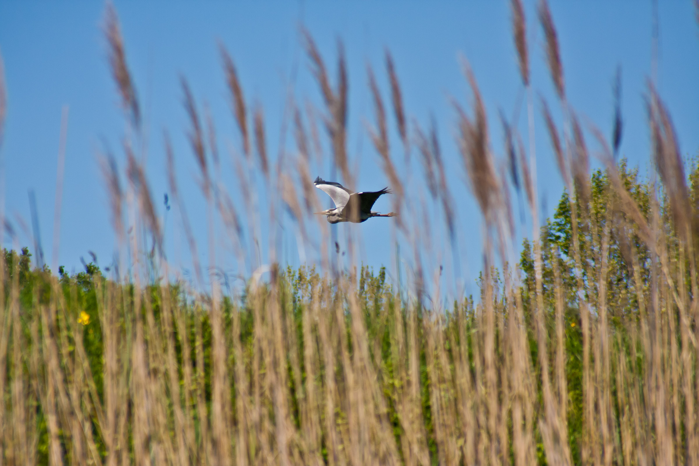 Grey Heron in flight
