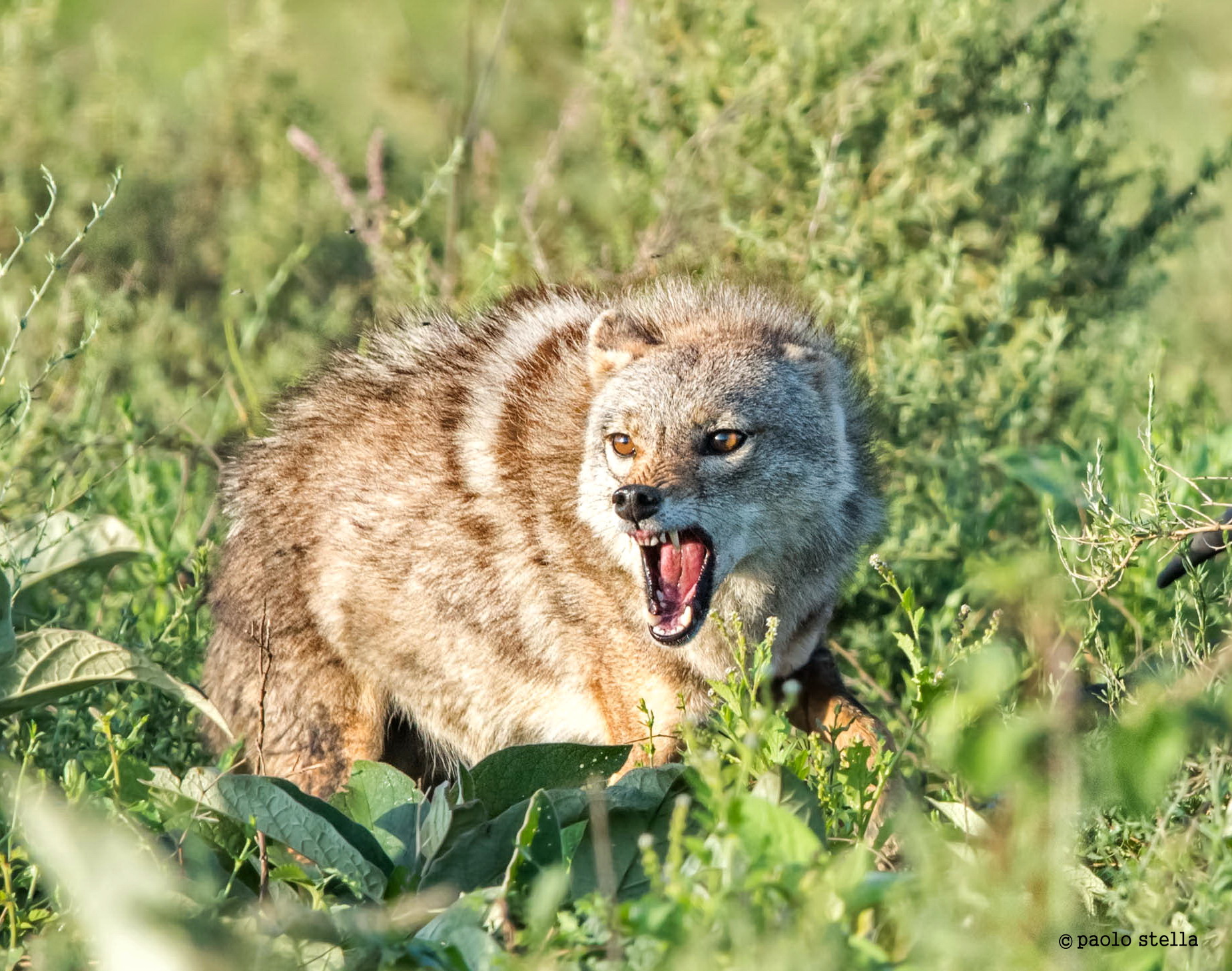 Angry? (Canis aureus)