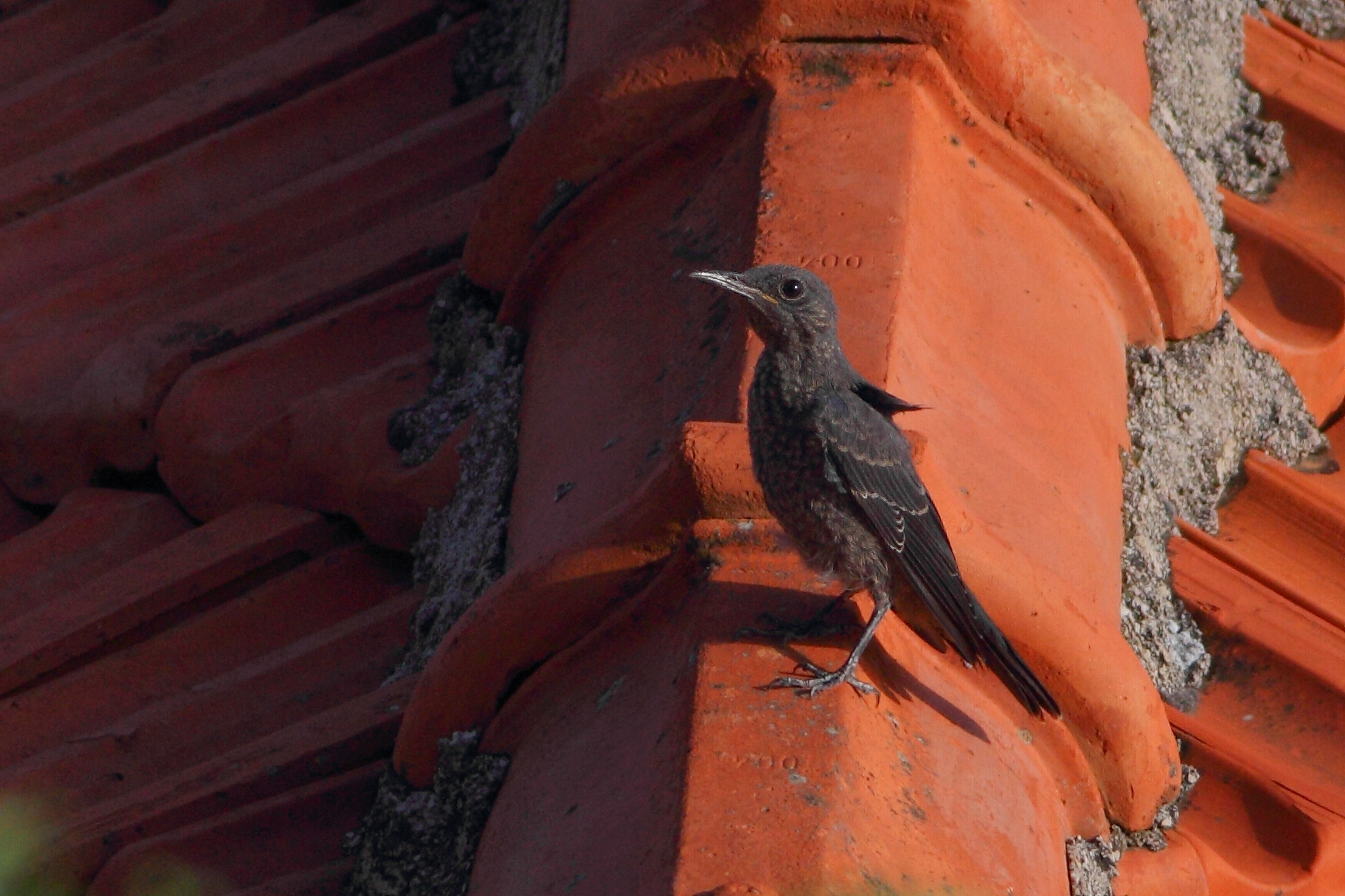 Passero solitario (juv.)