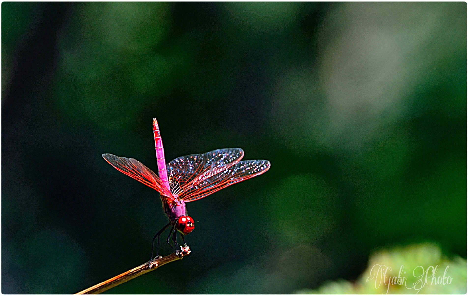 Dragonfly