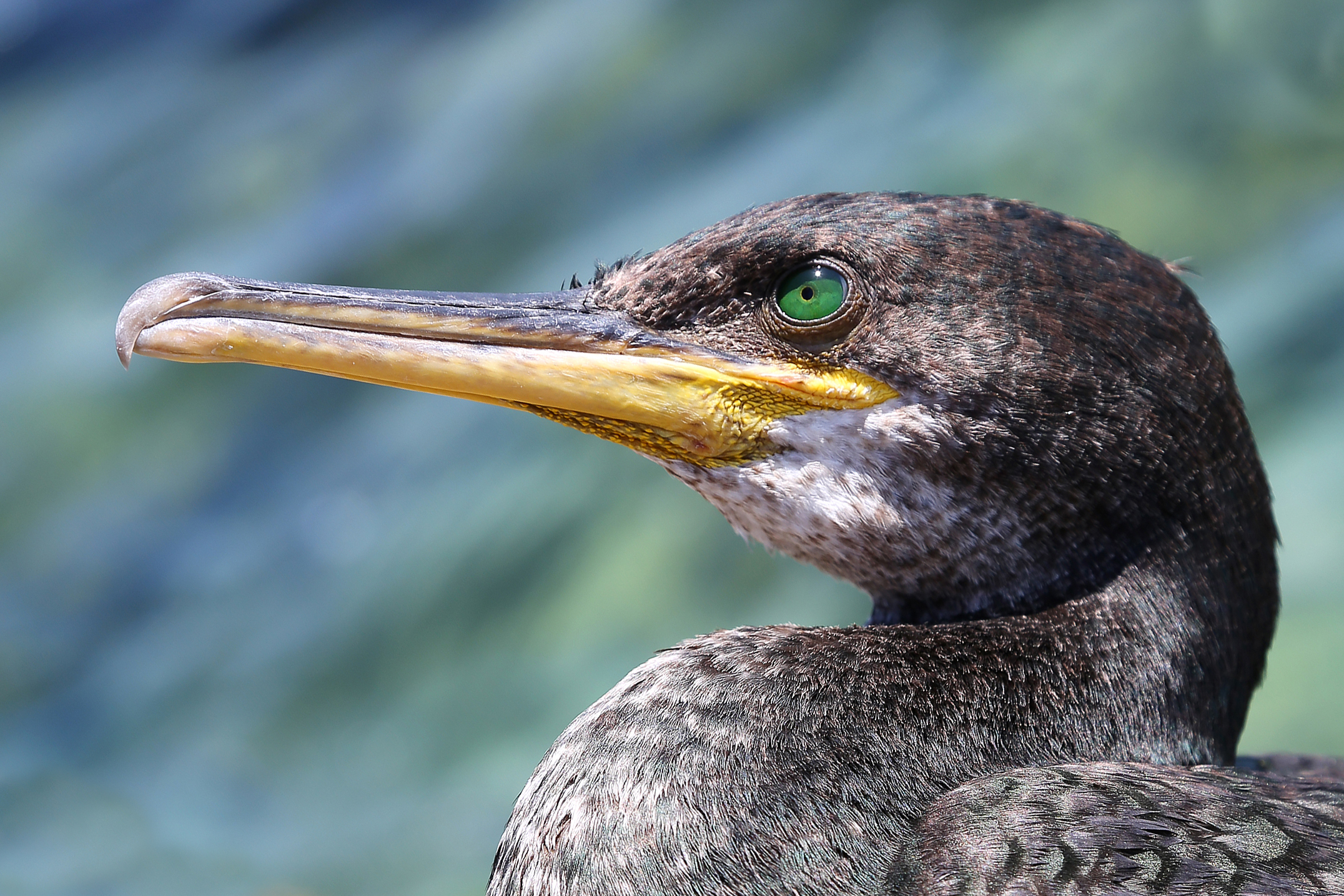 cormorant