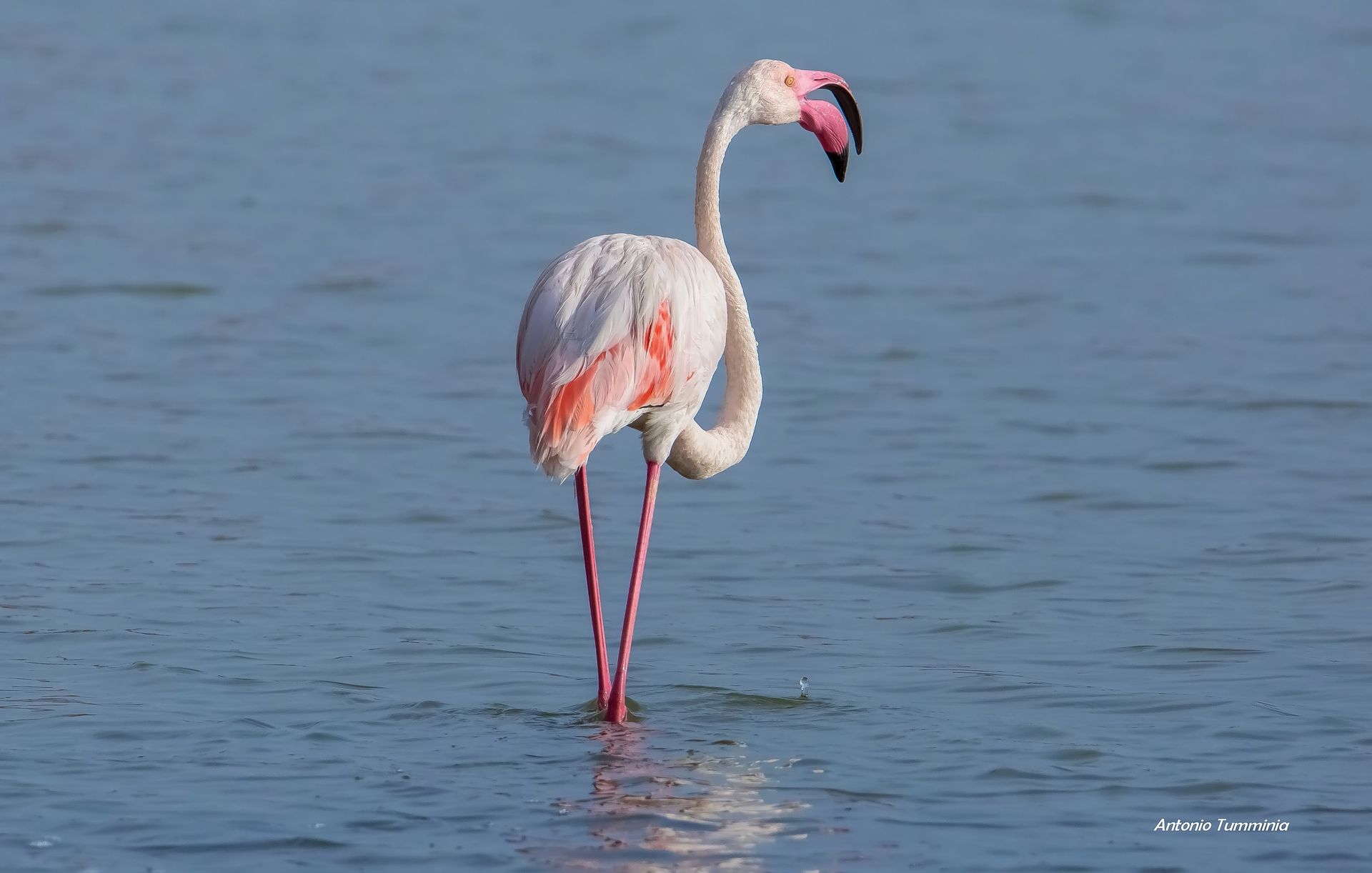 Fenicottero Rosa