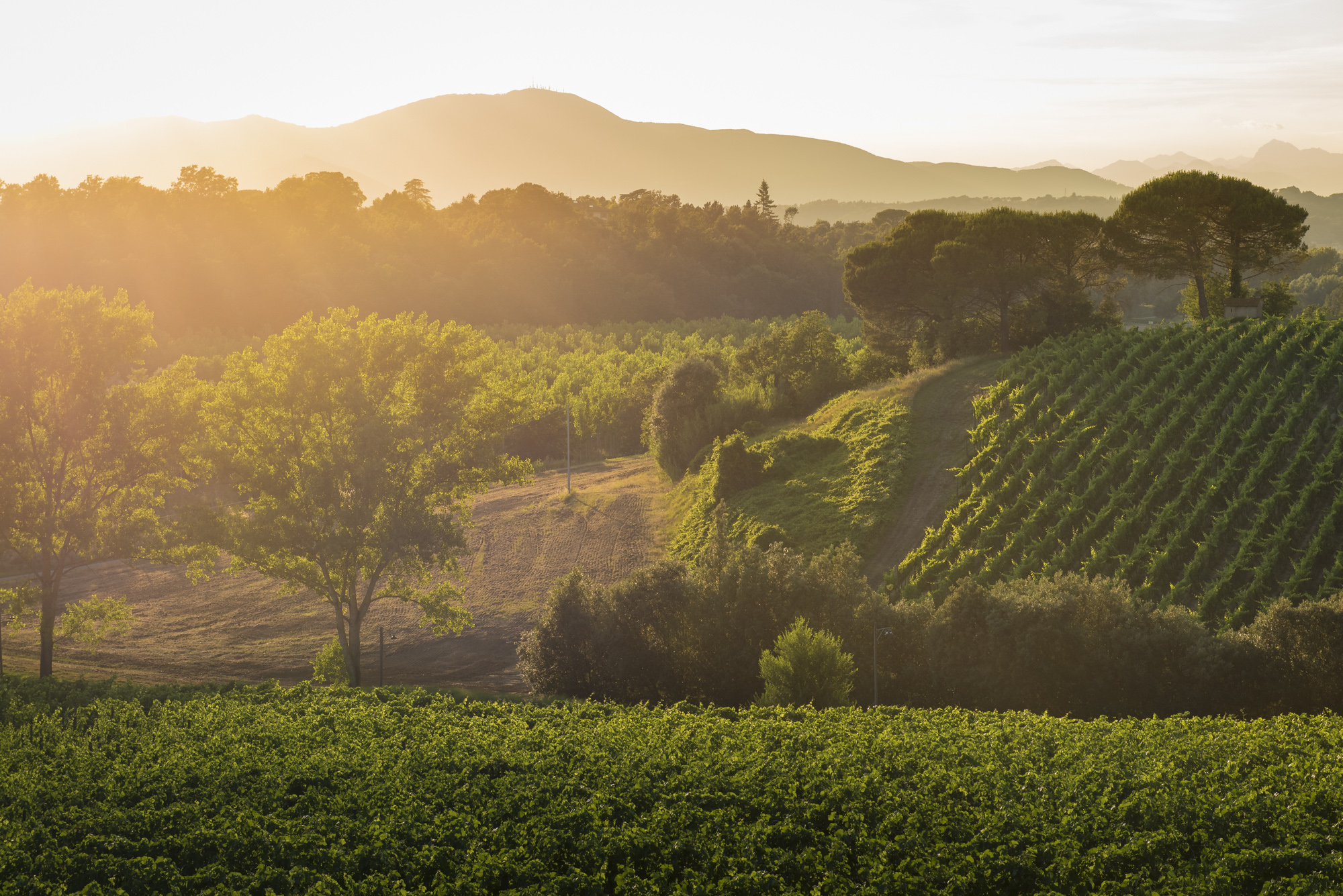 Tramonto nella tenuta di Varramista
