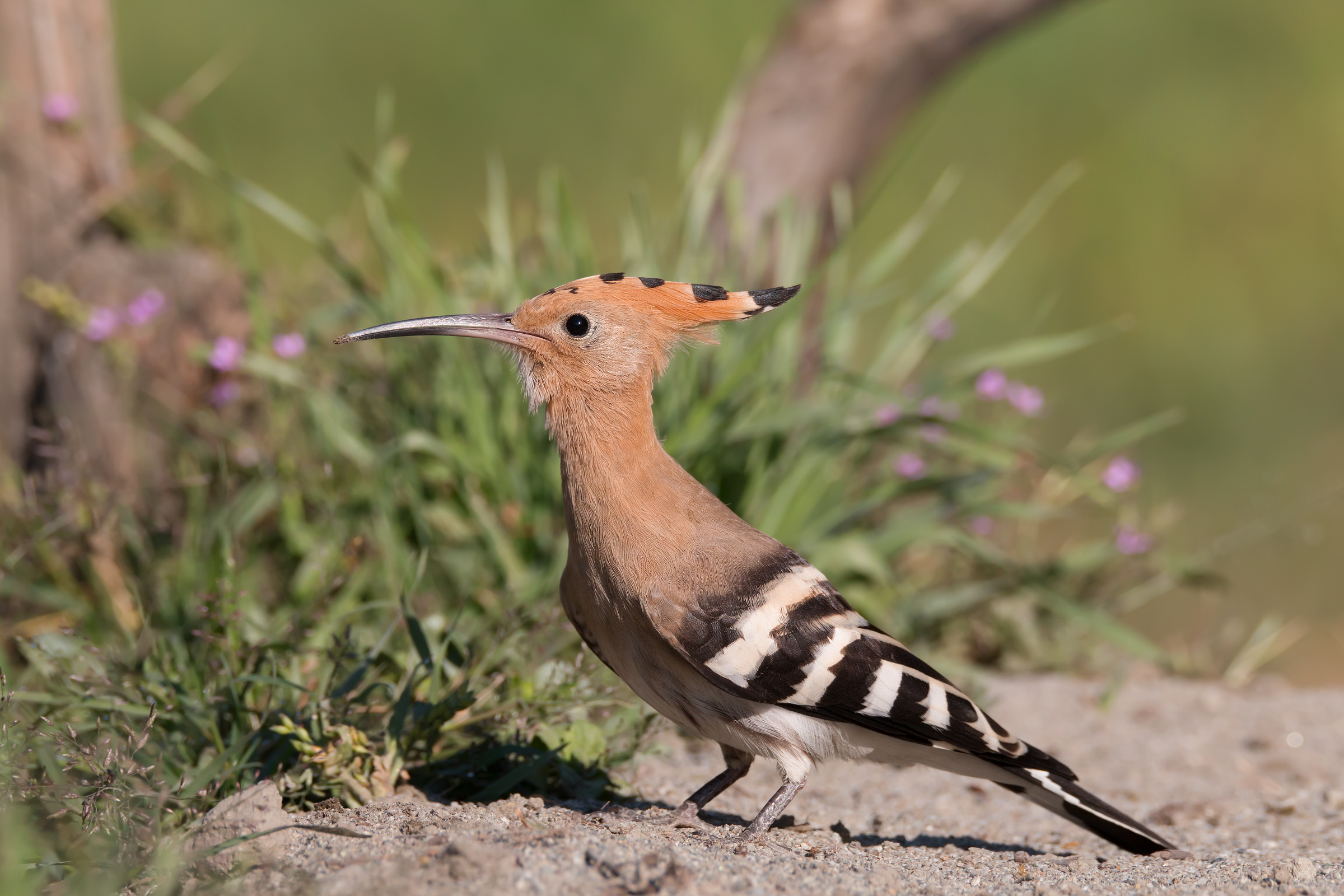 Hoopoe
