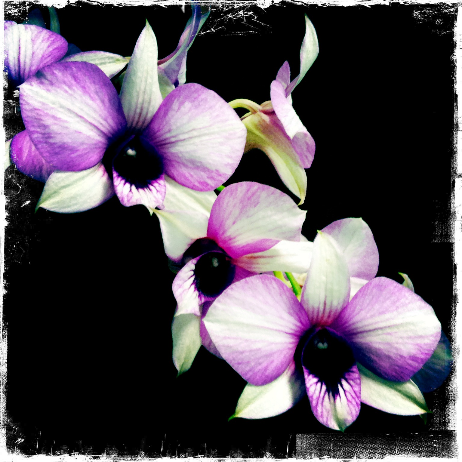 Orchids