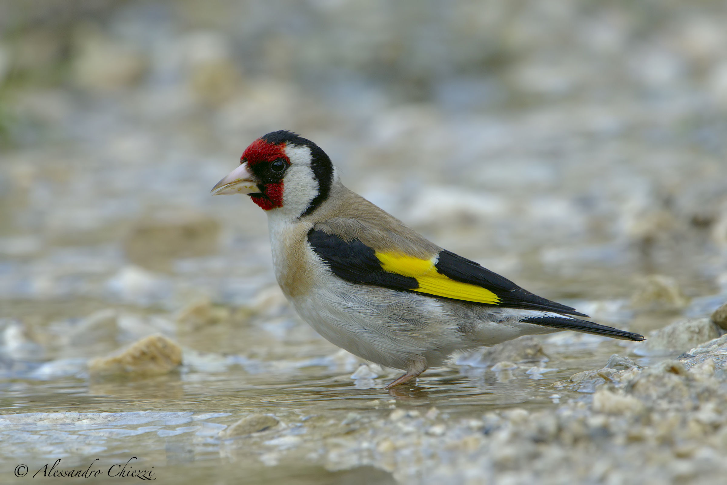 A lone goldfinch