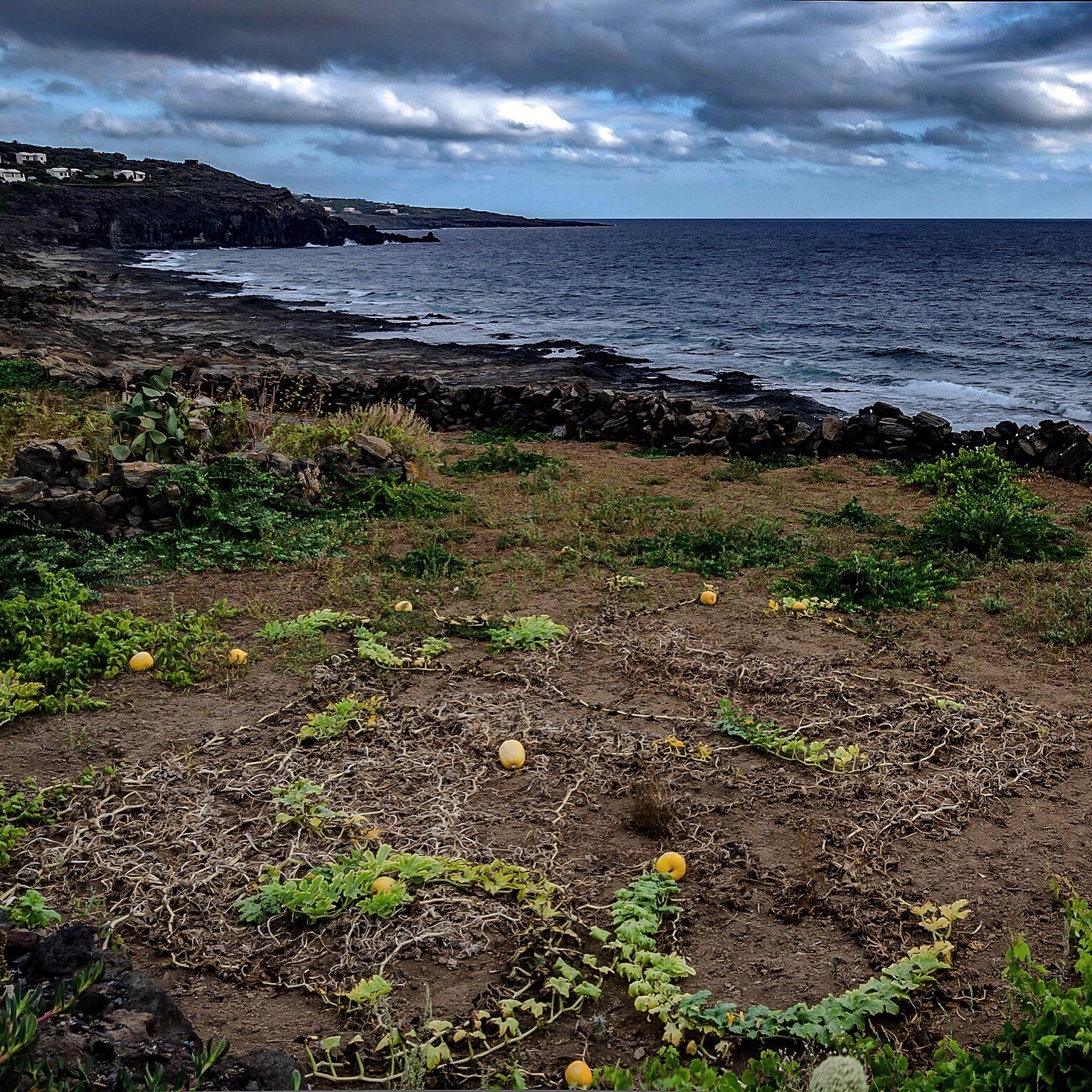 Pumpkins waterfront - Pantelleria