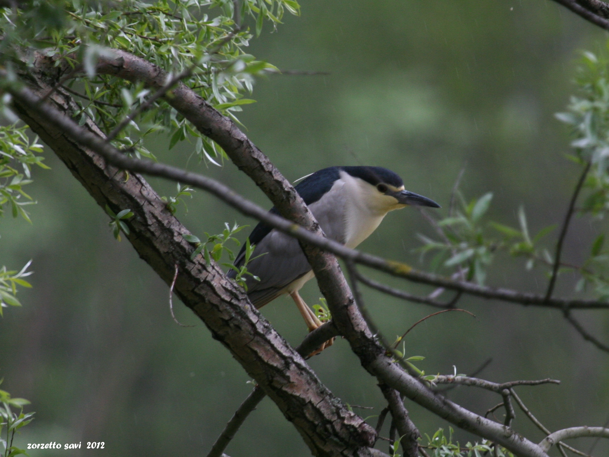 nitticora sotto la pioggia
