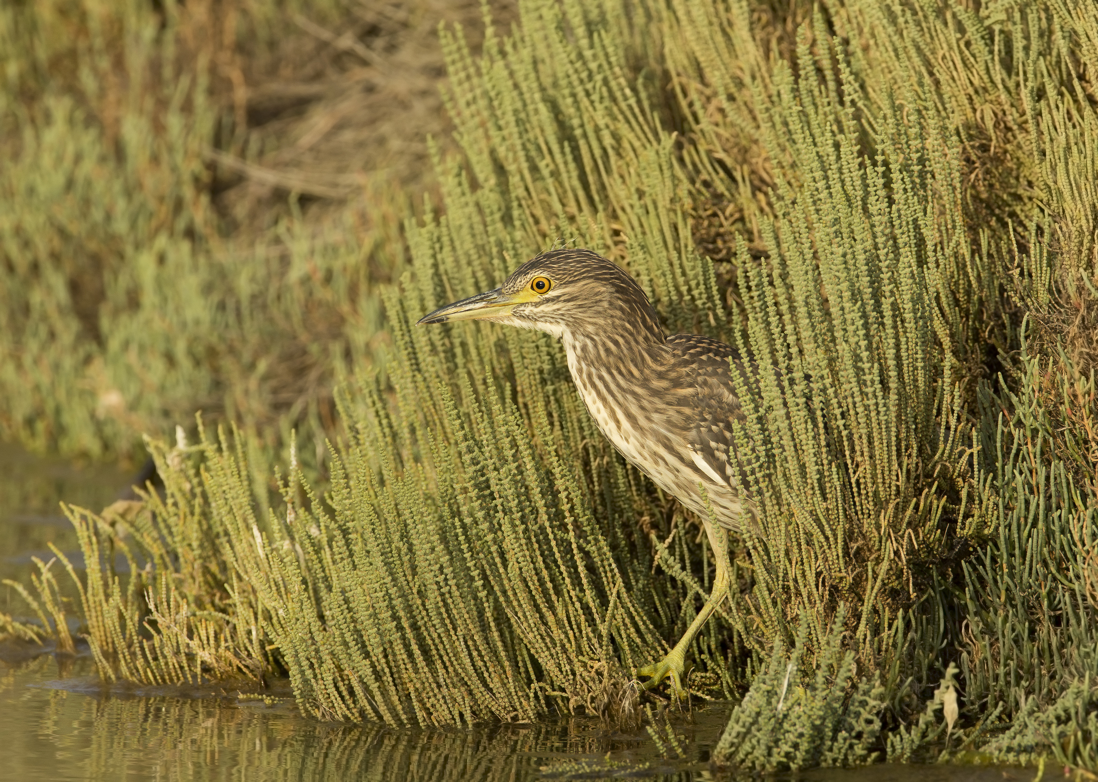 nitticora giovane (nycticorax nycticorax)