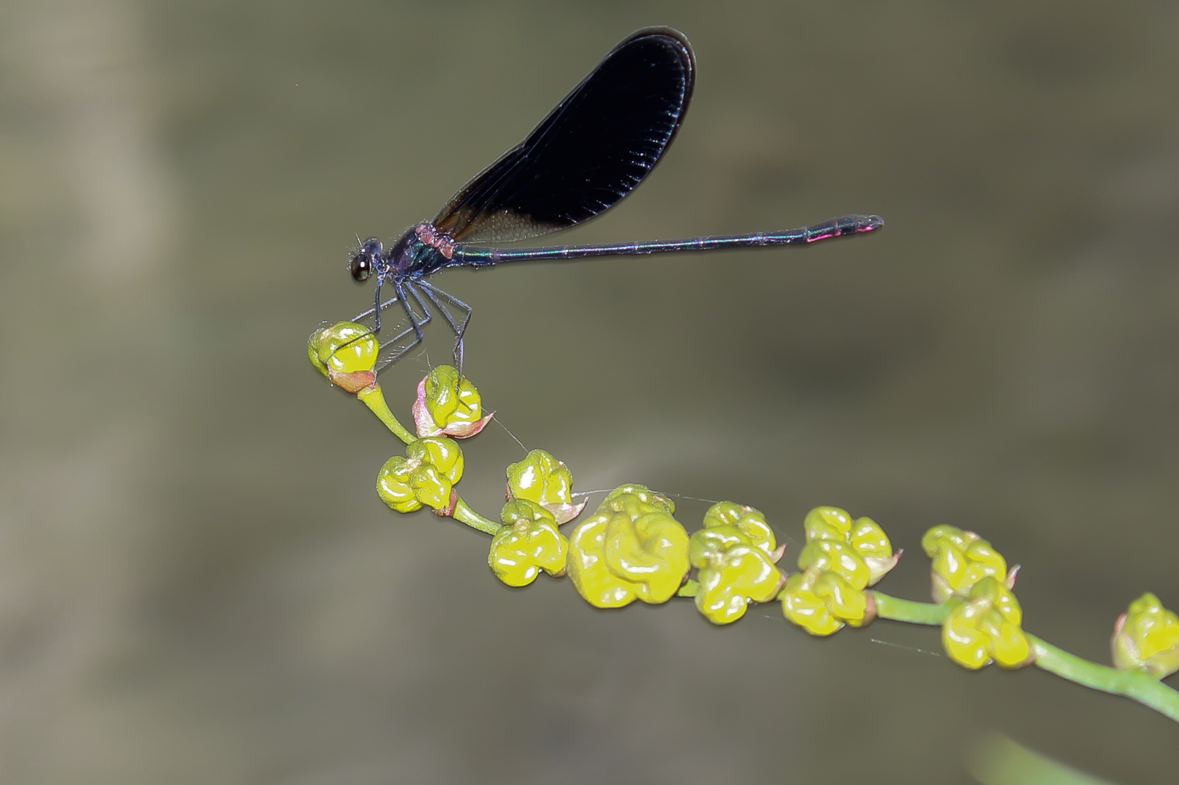 dragonfly