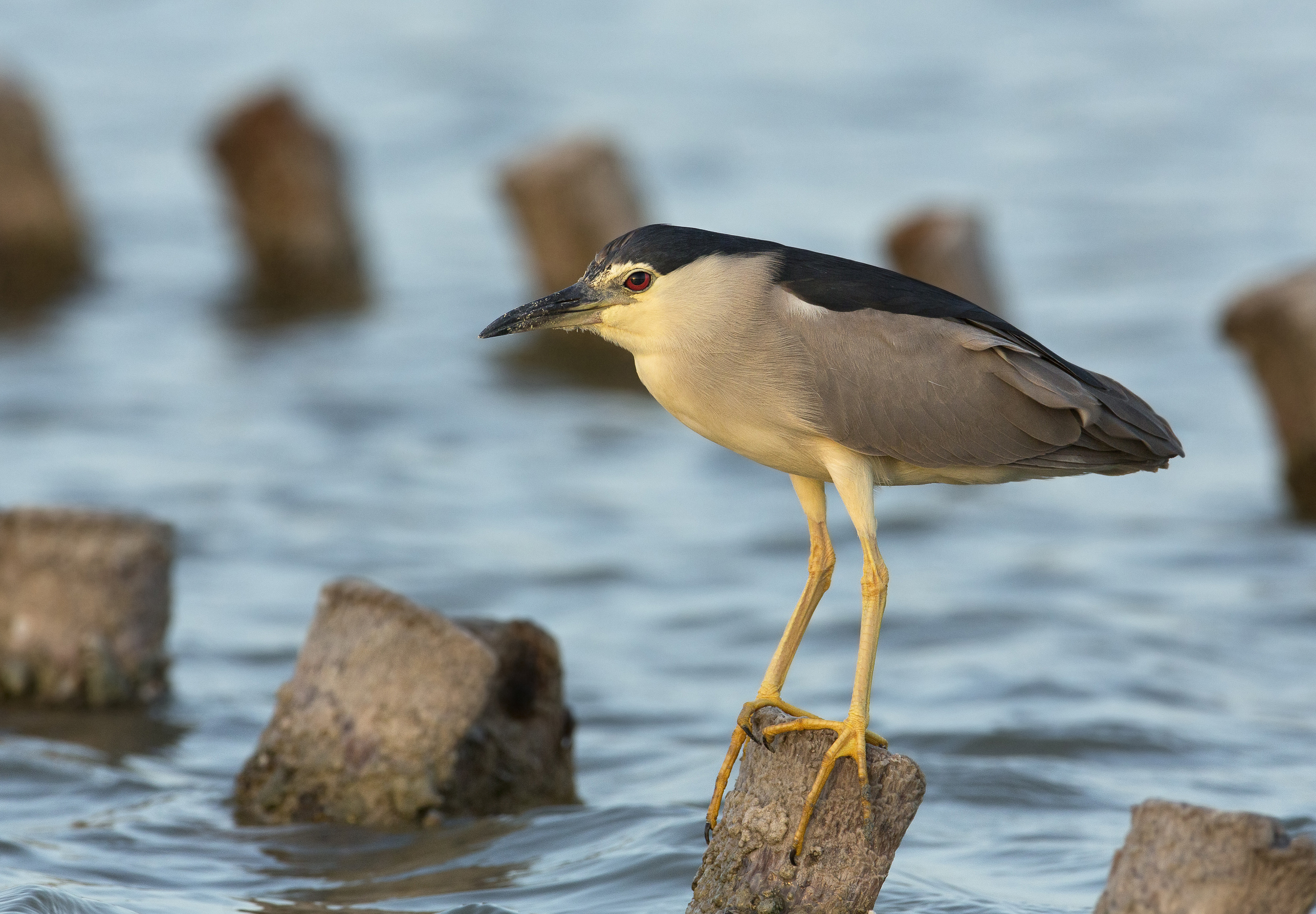 nitticora (nycticorax nycticorax)