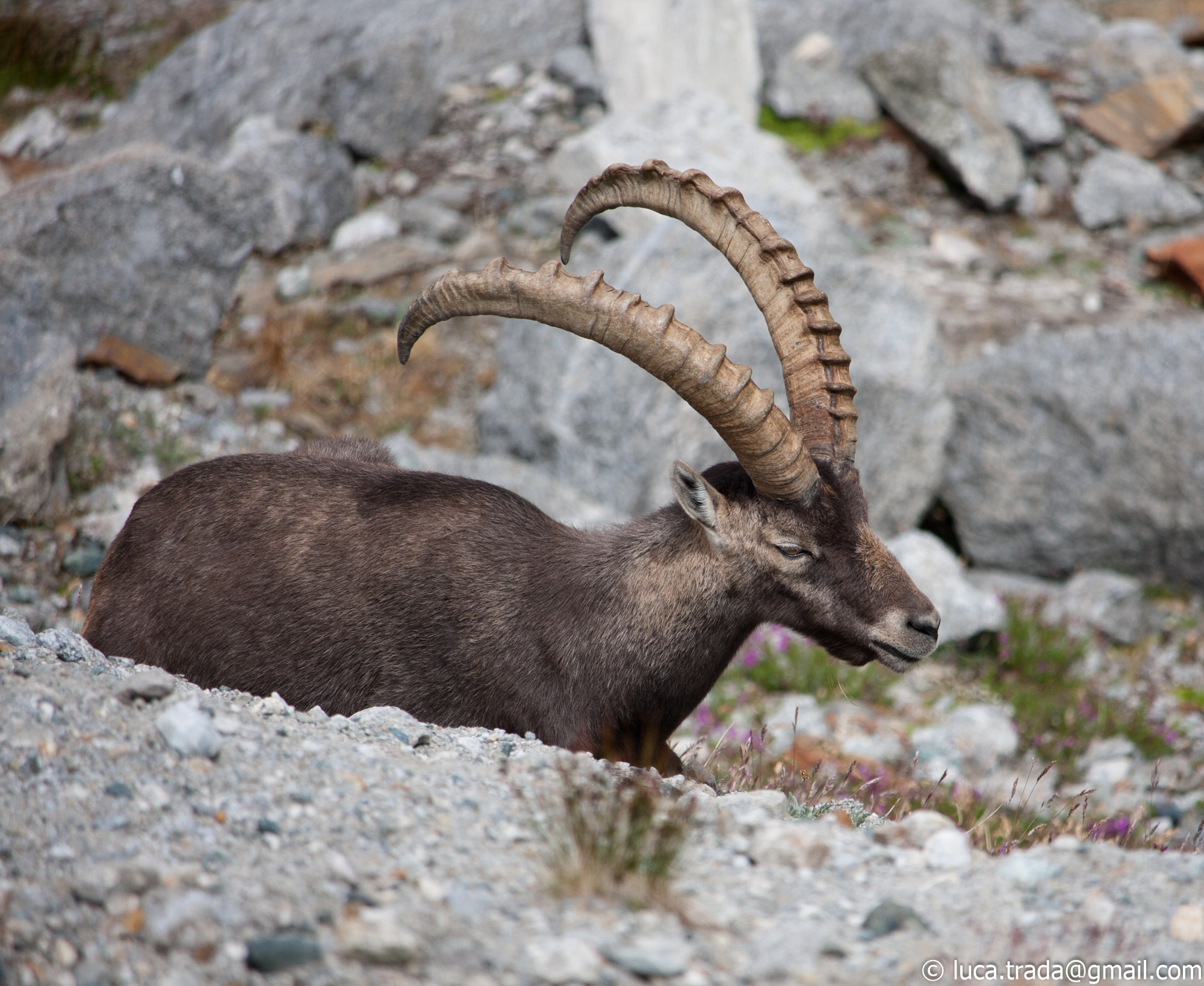 Ibex to the refuge Mezzalama