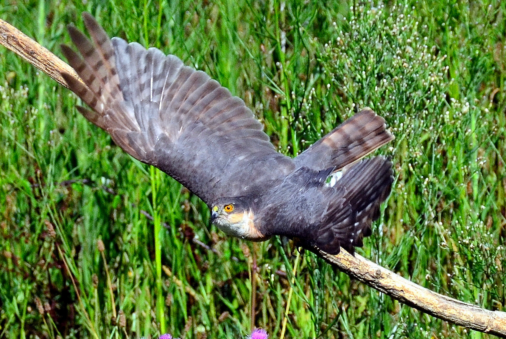 Decollo, niente gruccioni