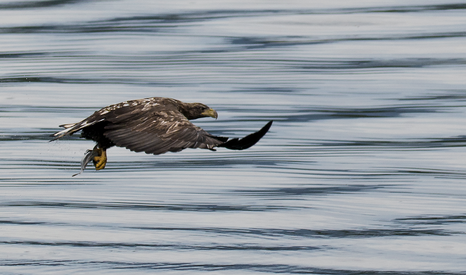 Sea eagle white-tailed