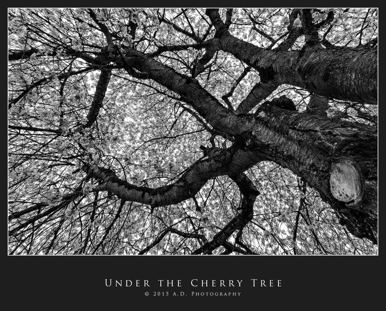 Under the Cherry Tree