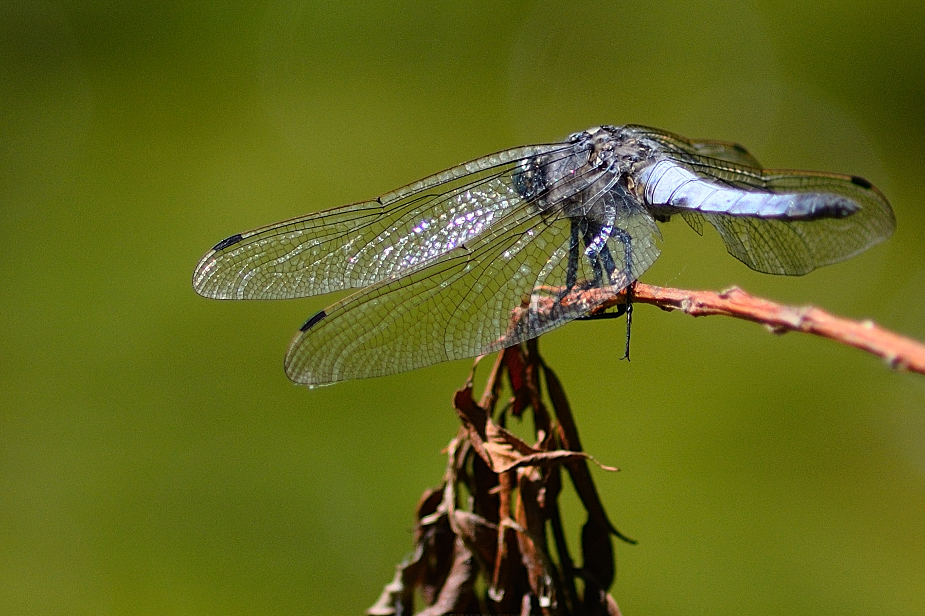 Blue dragonfly