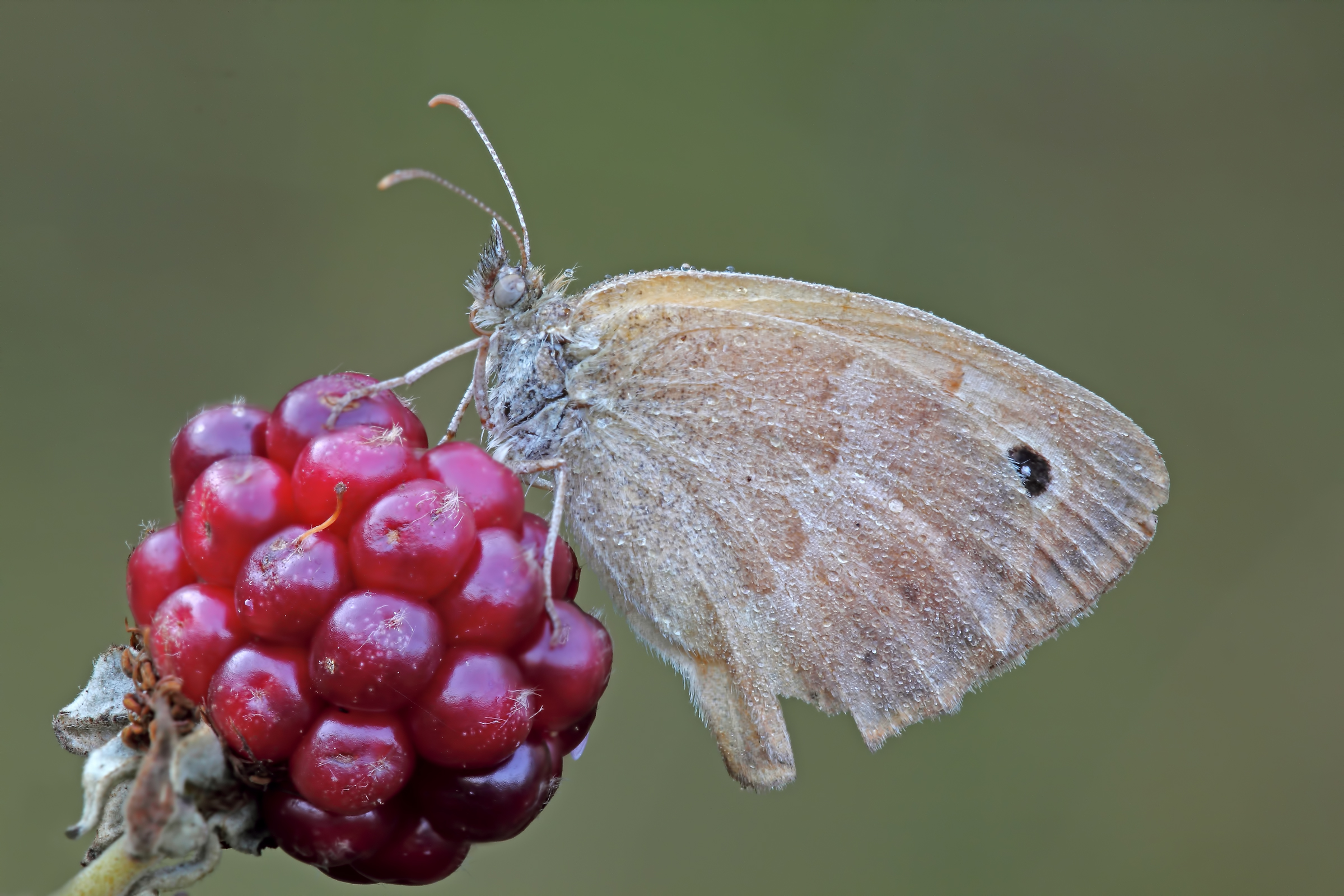 Questa e' Prenotata !!!