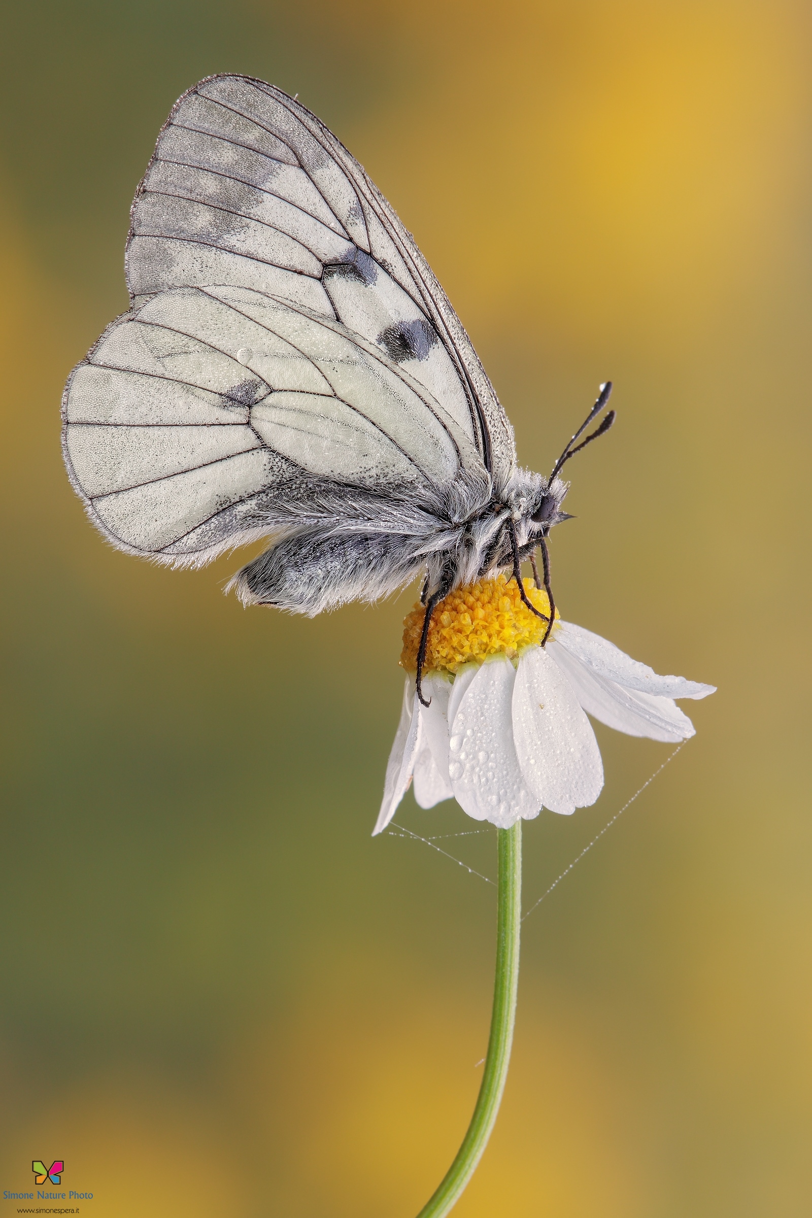 Parnassius (Driopa) mnemosyne (Linnaeus, 1758)