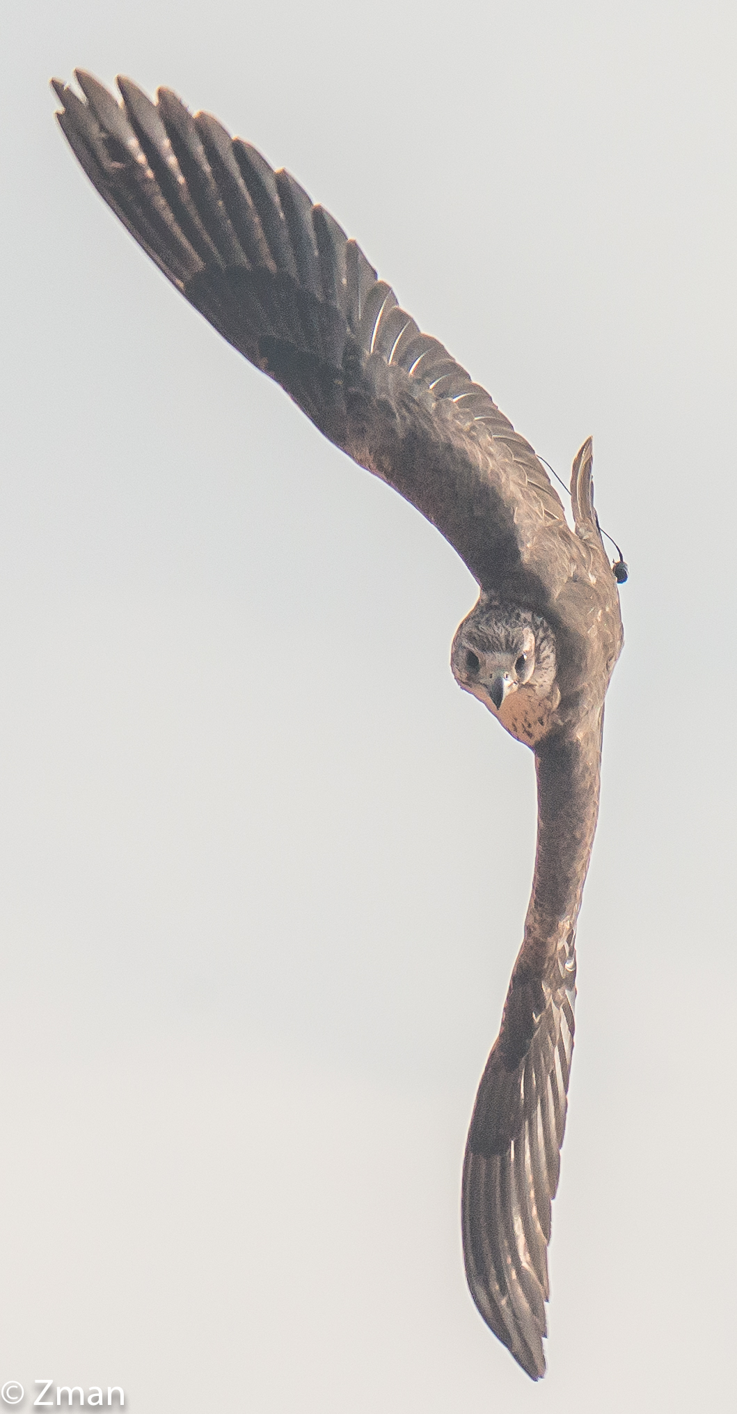 Falcon in Attack Mode