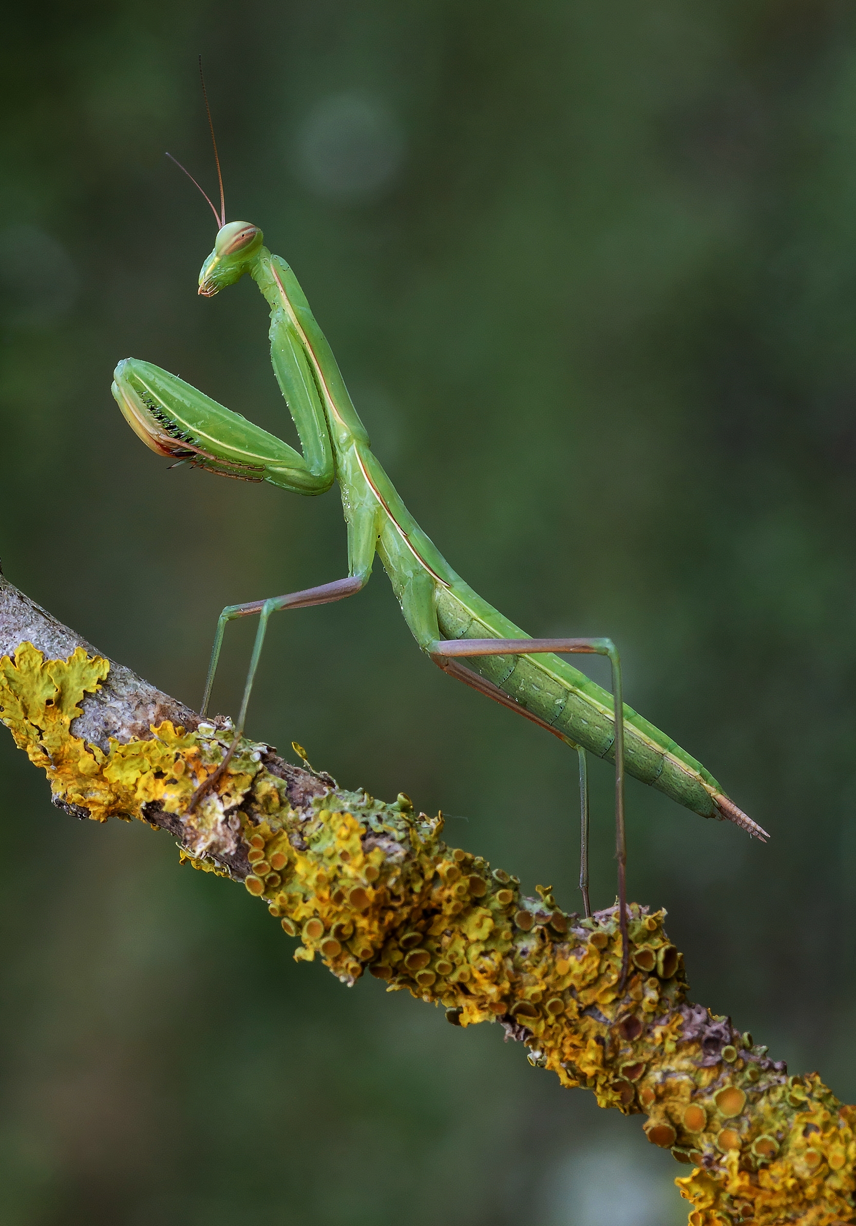 Mantide religiosa...