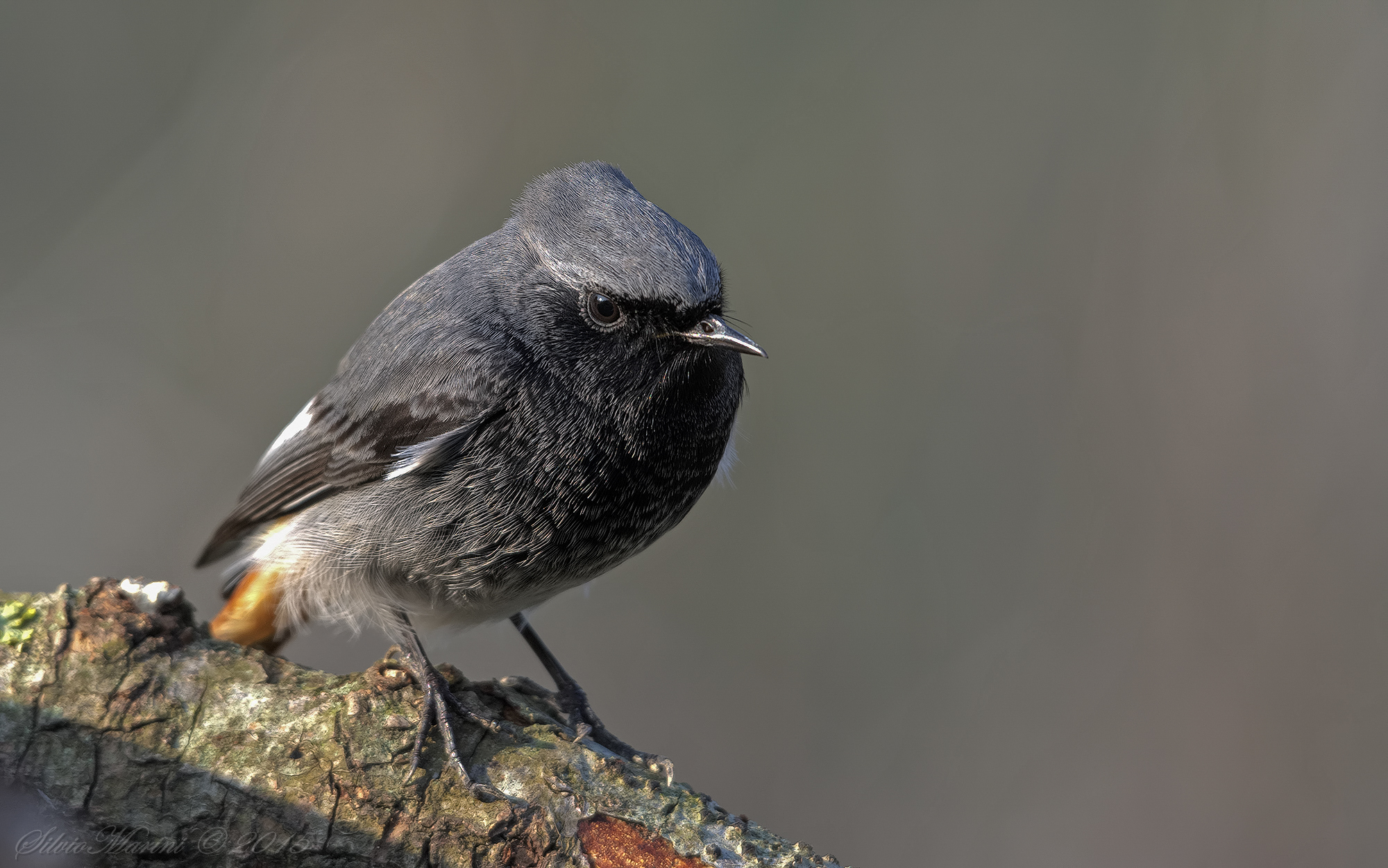 Black redstart (Phoenicurus ochruros)