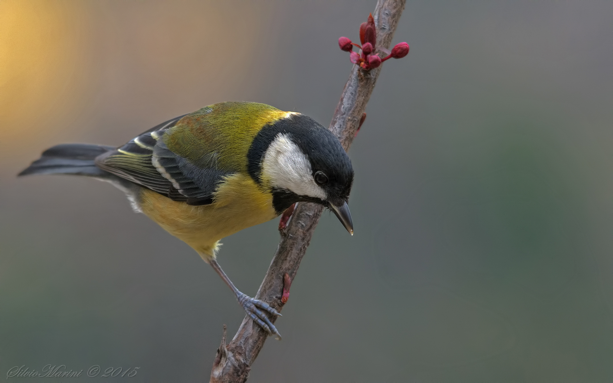 Great Tit (Parus major)