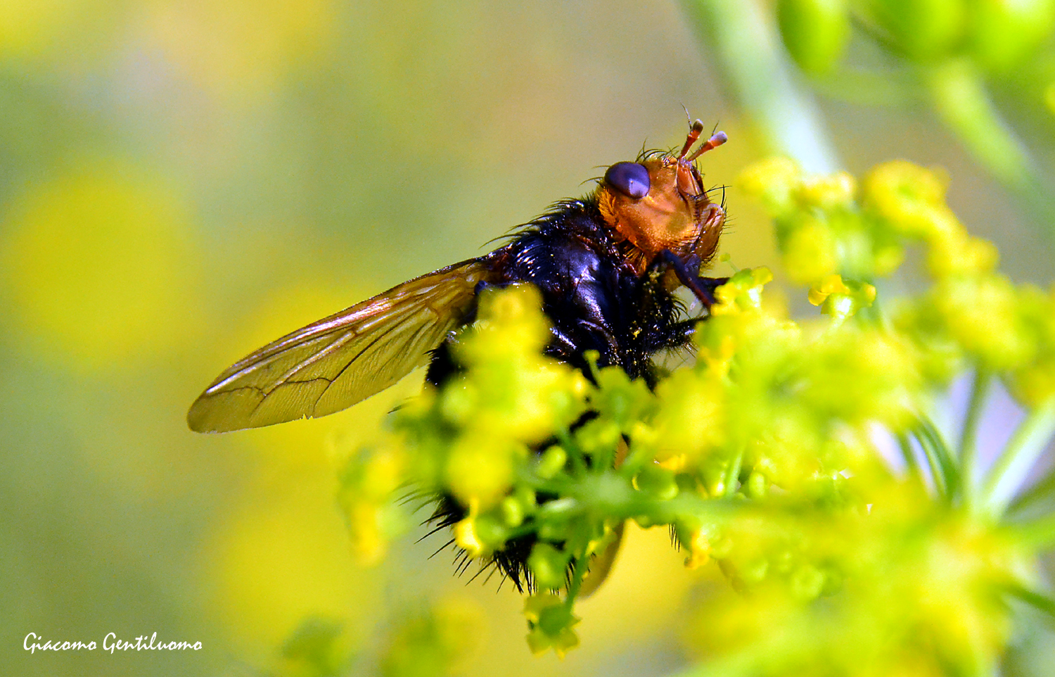 tachina grossa