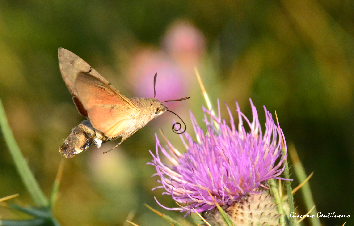 macroglossum stellatarum