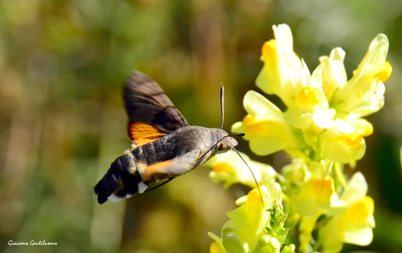 farfalla colibri'