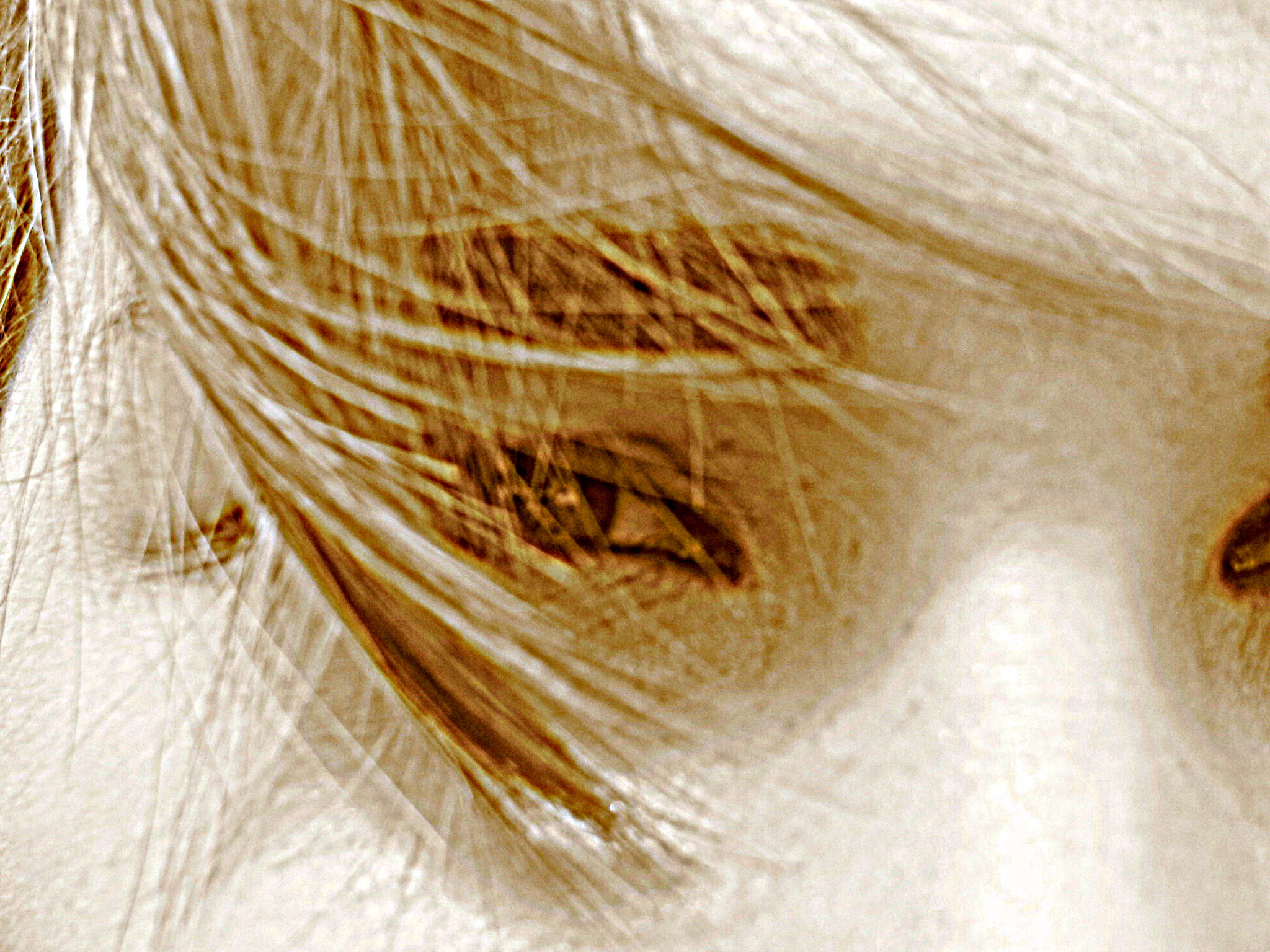 sguardo - canon power shot sx 1 is