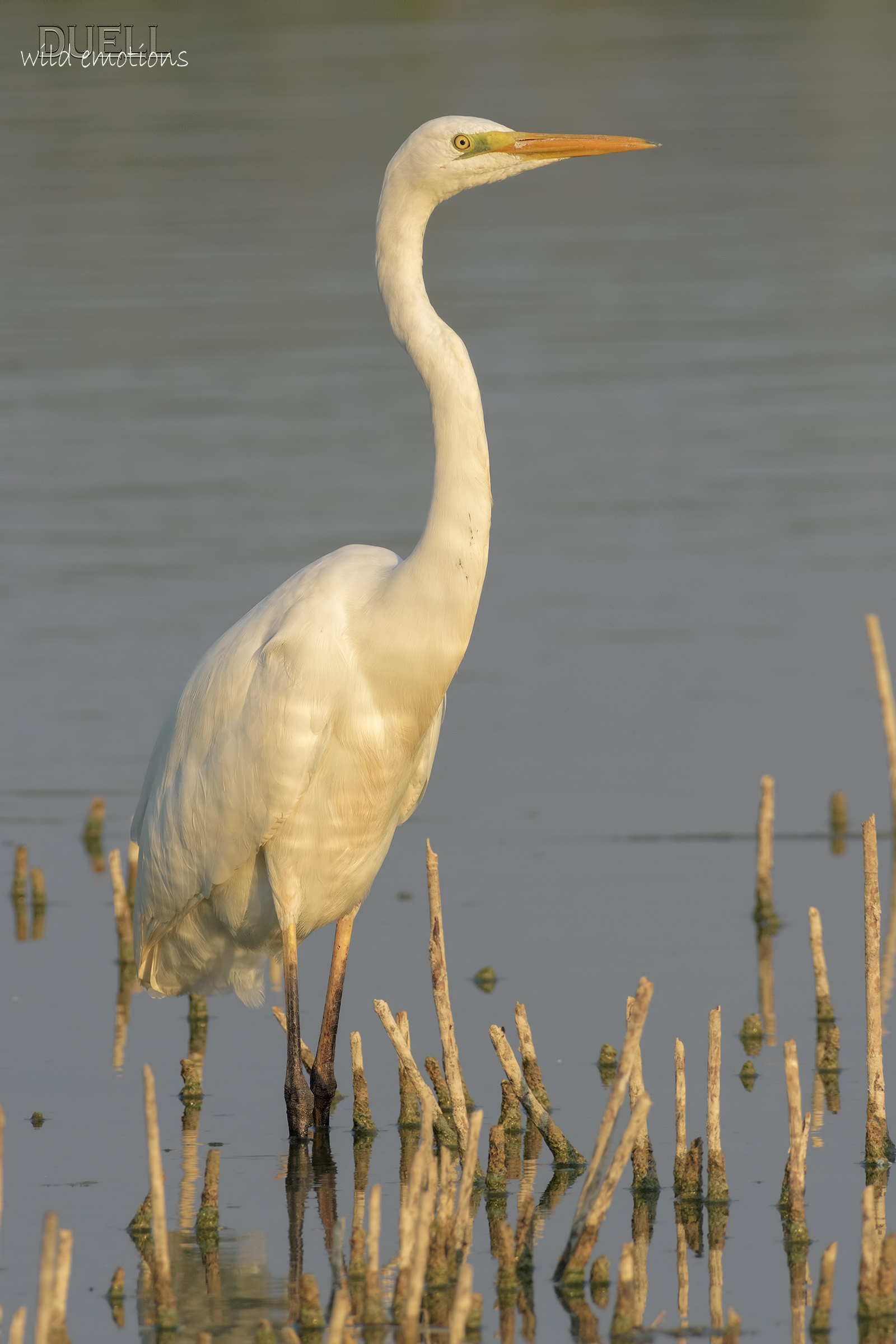 il bianco al tramonto