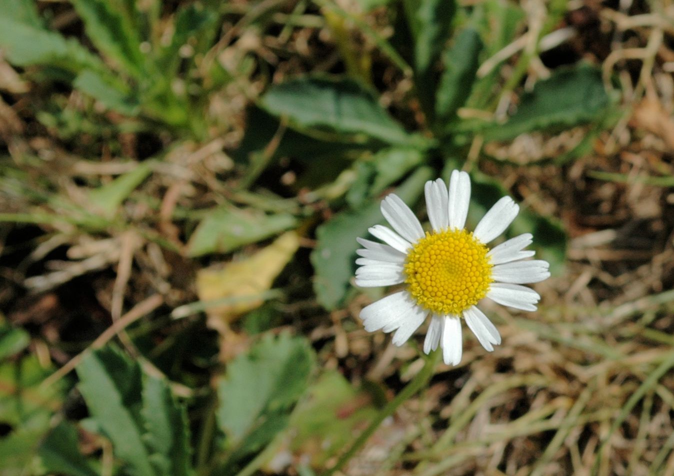 Margherita solitaria