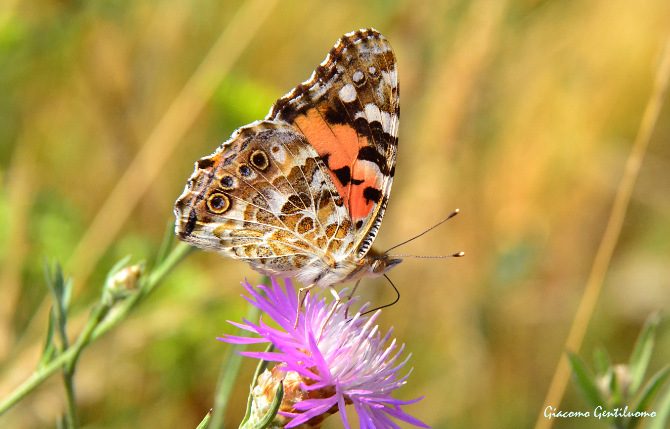 vanessa cardui (ali inferiori)