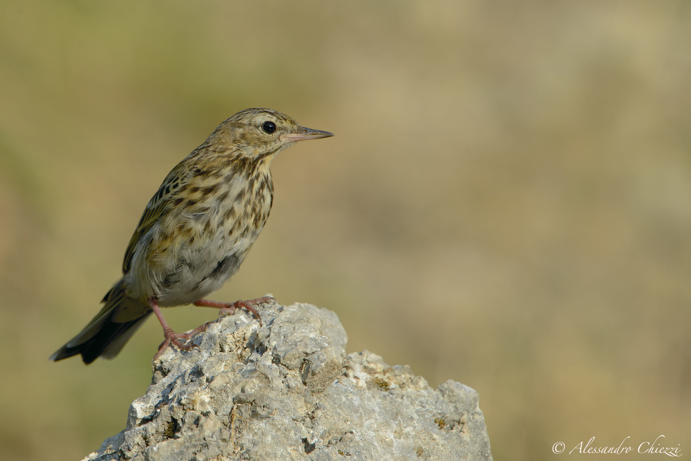 Tree Pipit