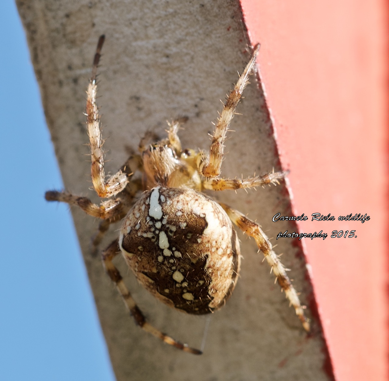 Crusader spider (Araneus Diatematus)