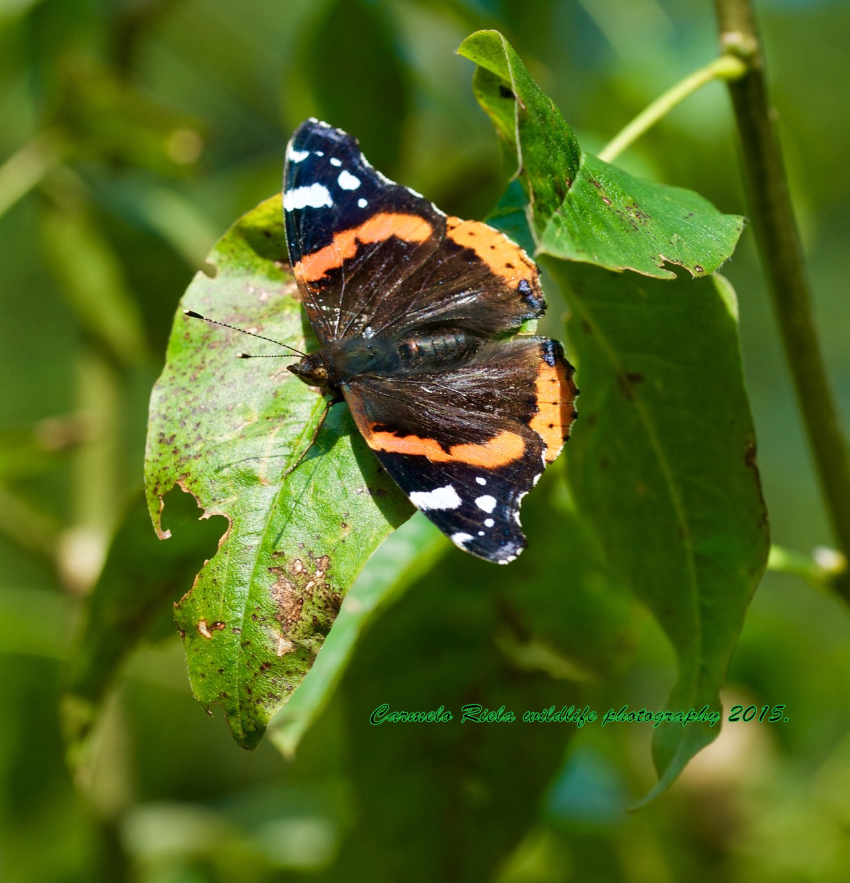 Volcano Vanessa (Vanessa Atalanta)