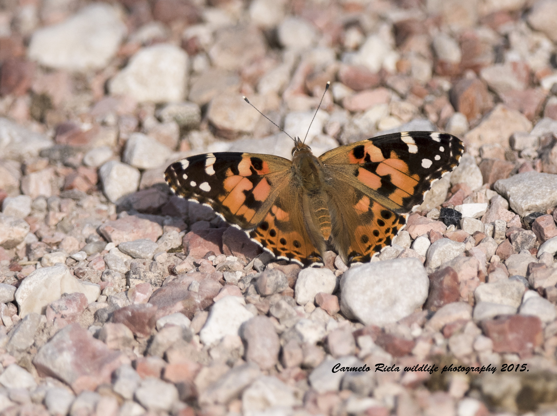 Vanessa del Cardo (Vanessa cardui)