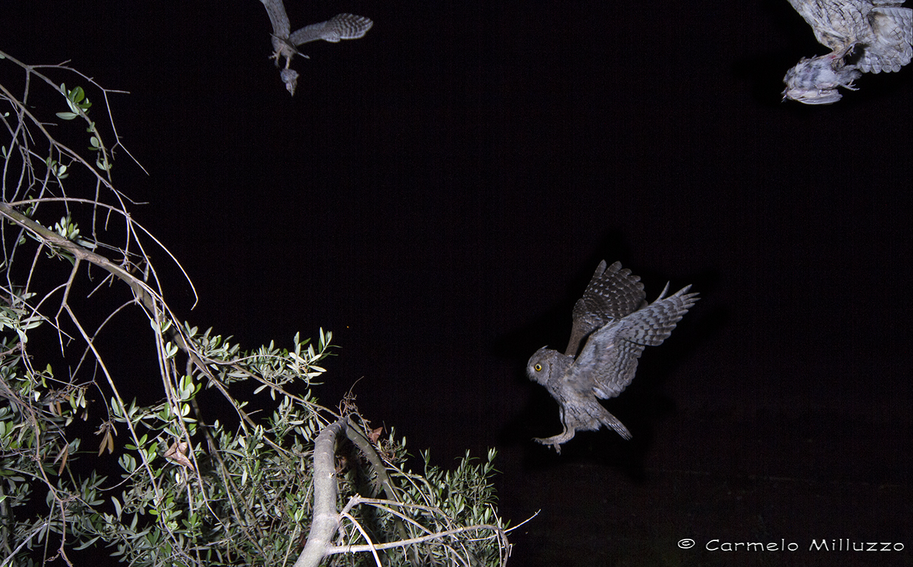 Predation of Otus scops scops_