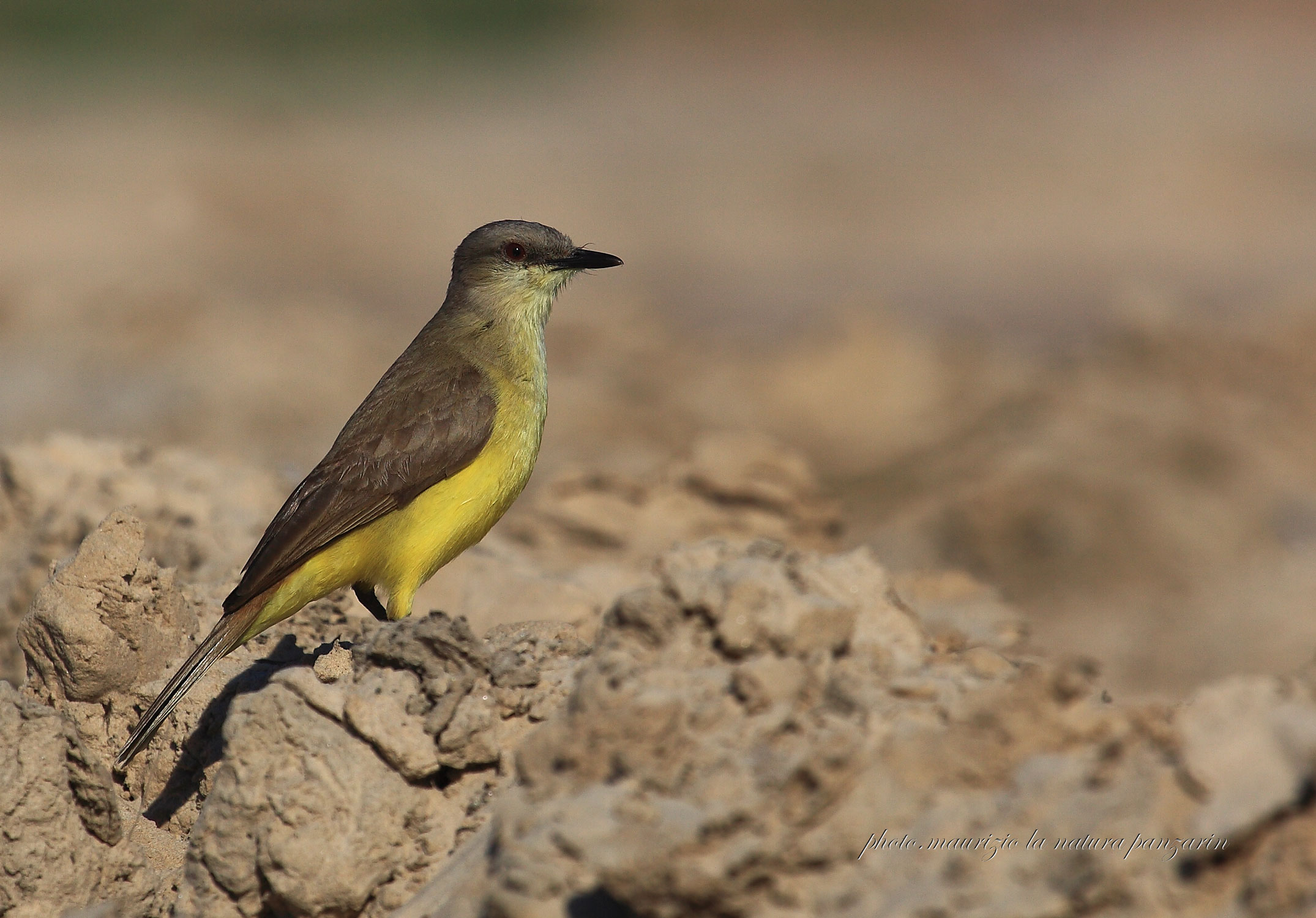 Tyrannus melancholicus