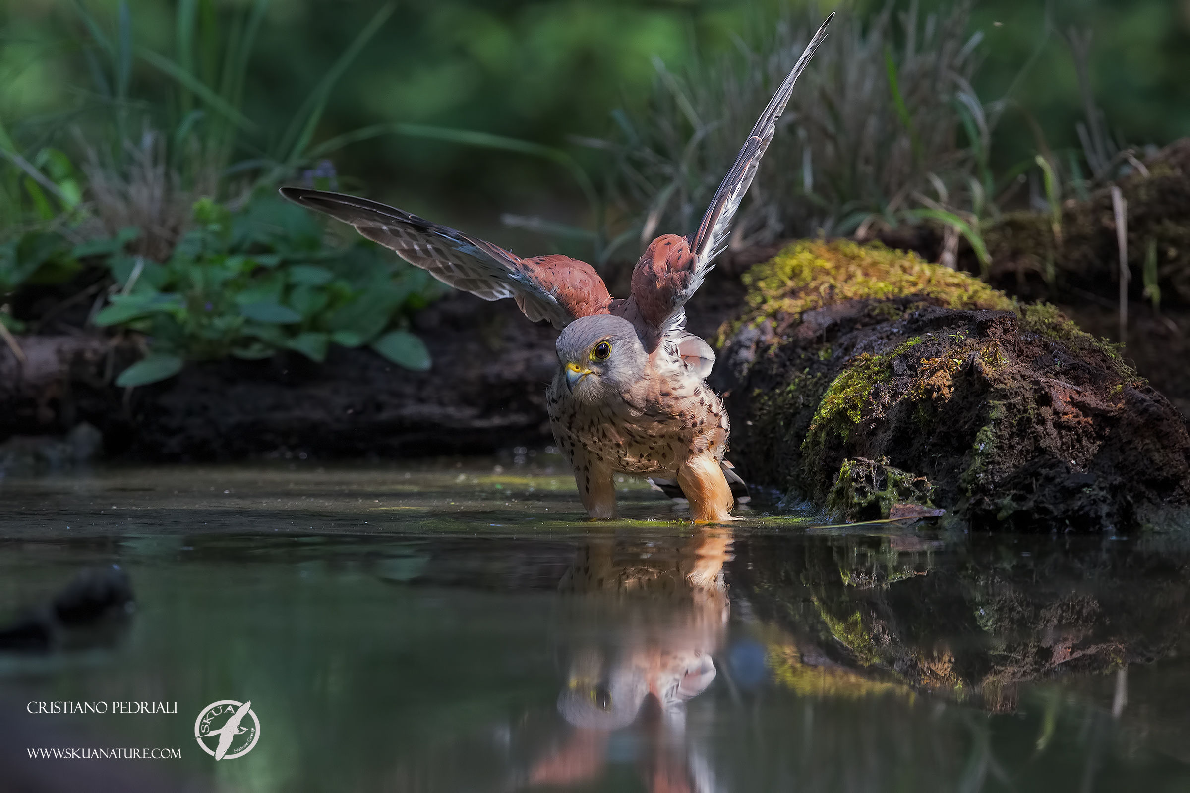 The bath of Kestrel ...