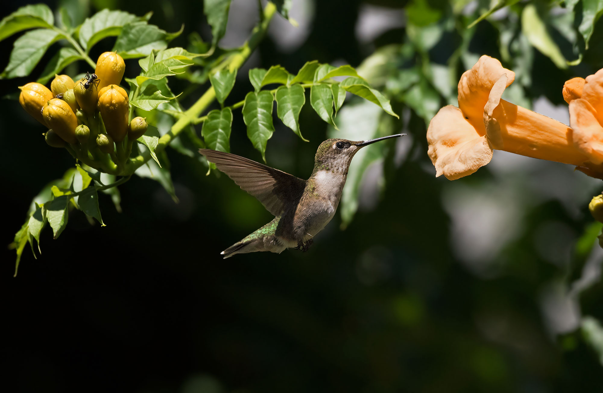 Ruby-throated Hummingbird