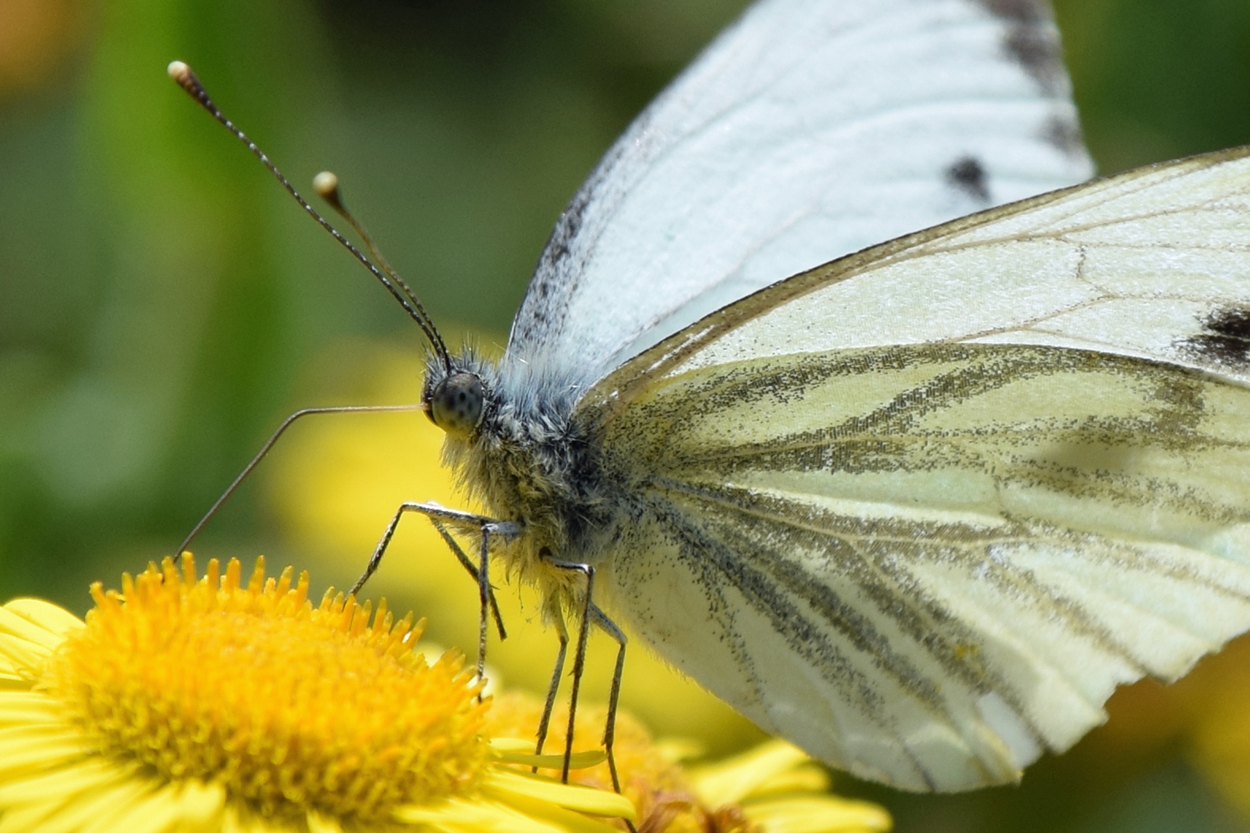 Green-veined White