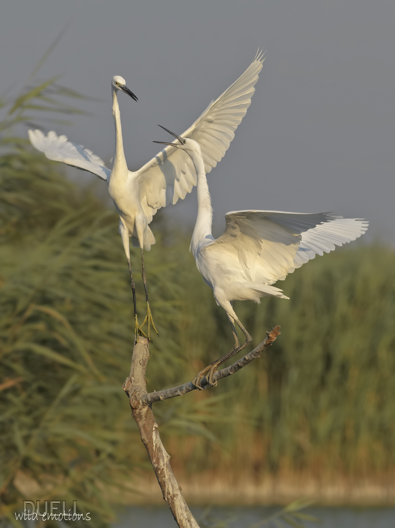 Livorno last frontier