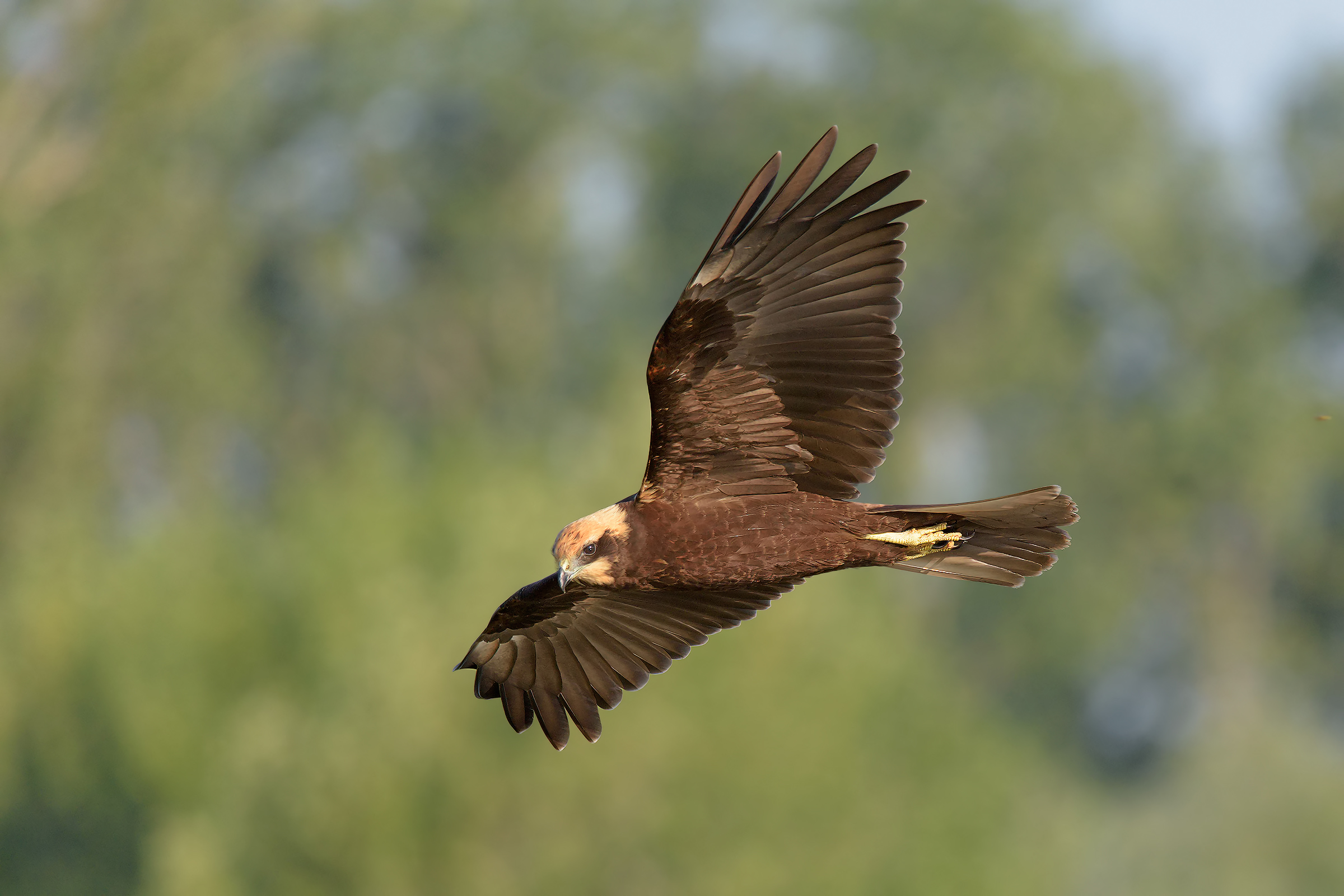 Che sguardo minaccioso ...