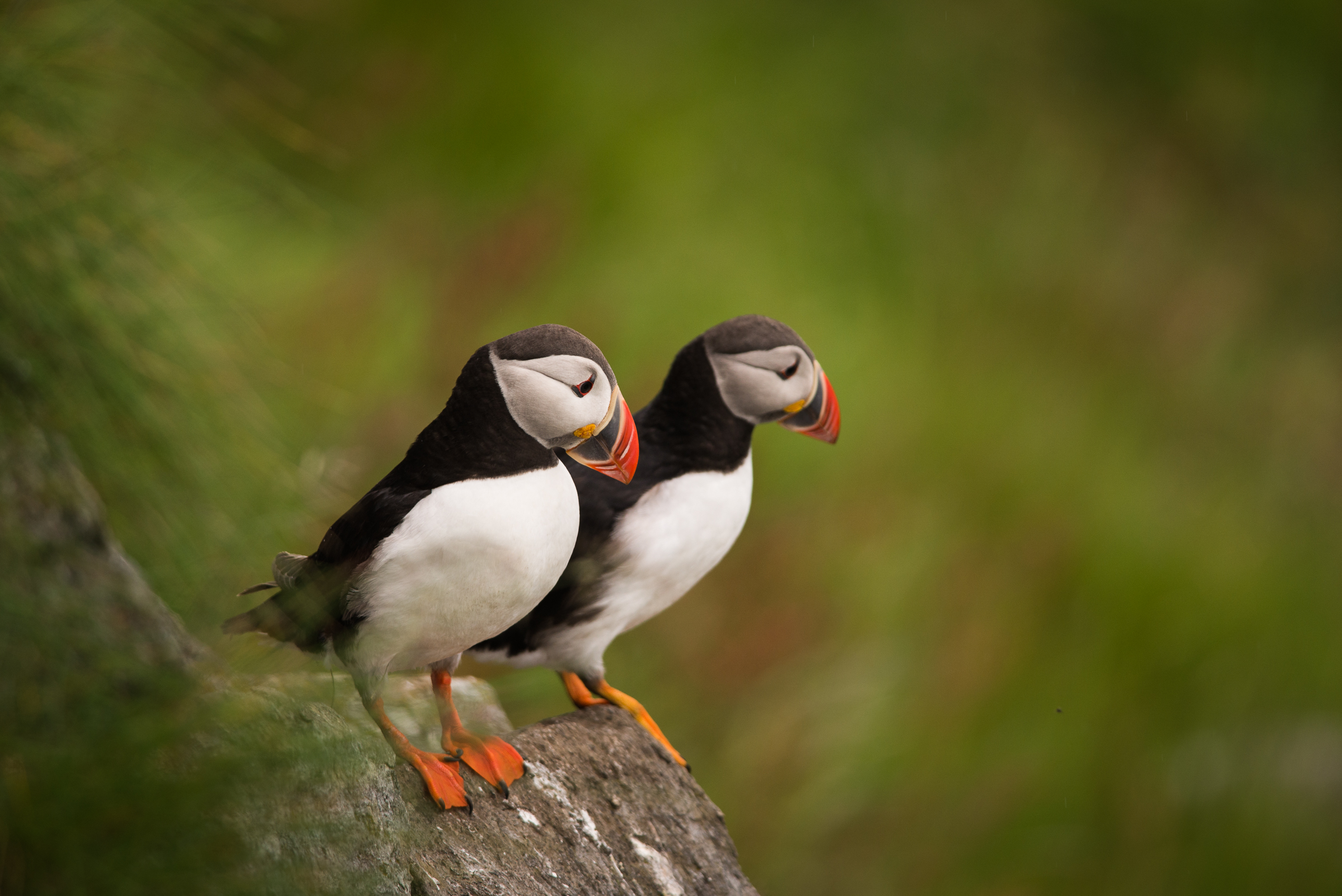 Puffins